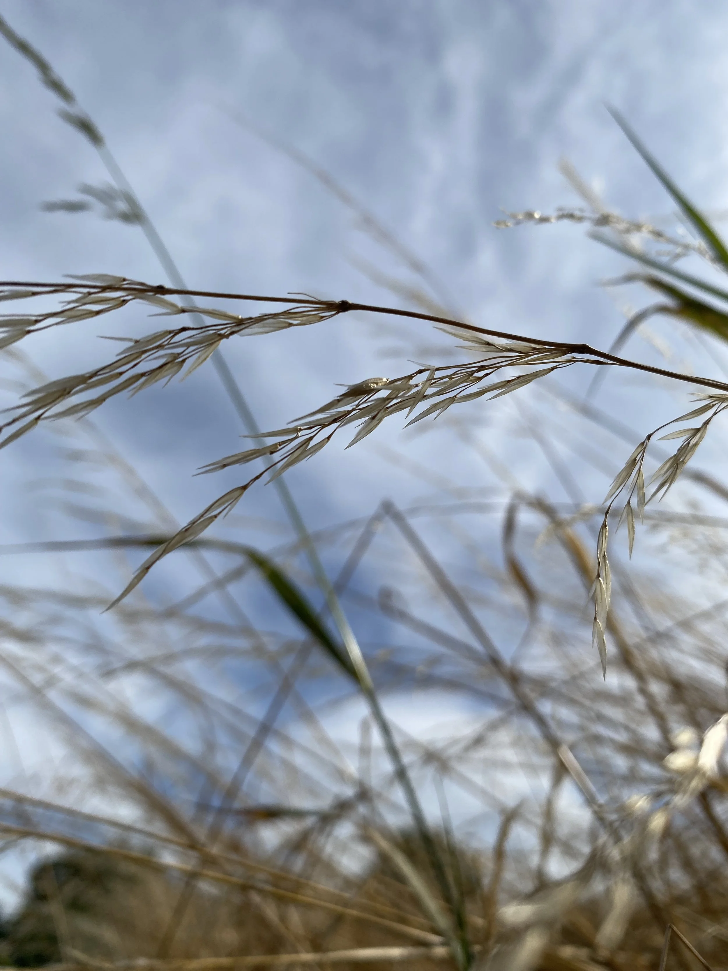 I am The Reed