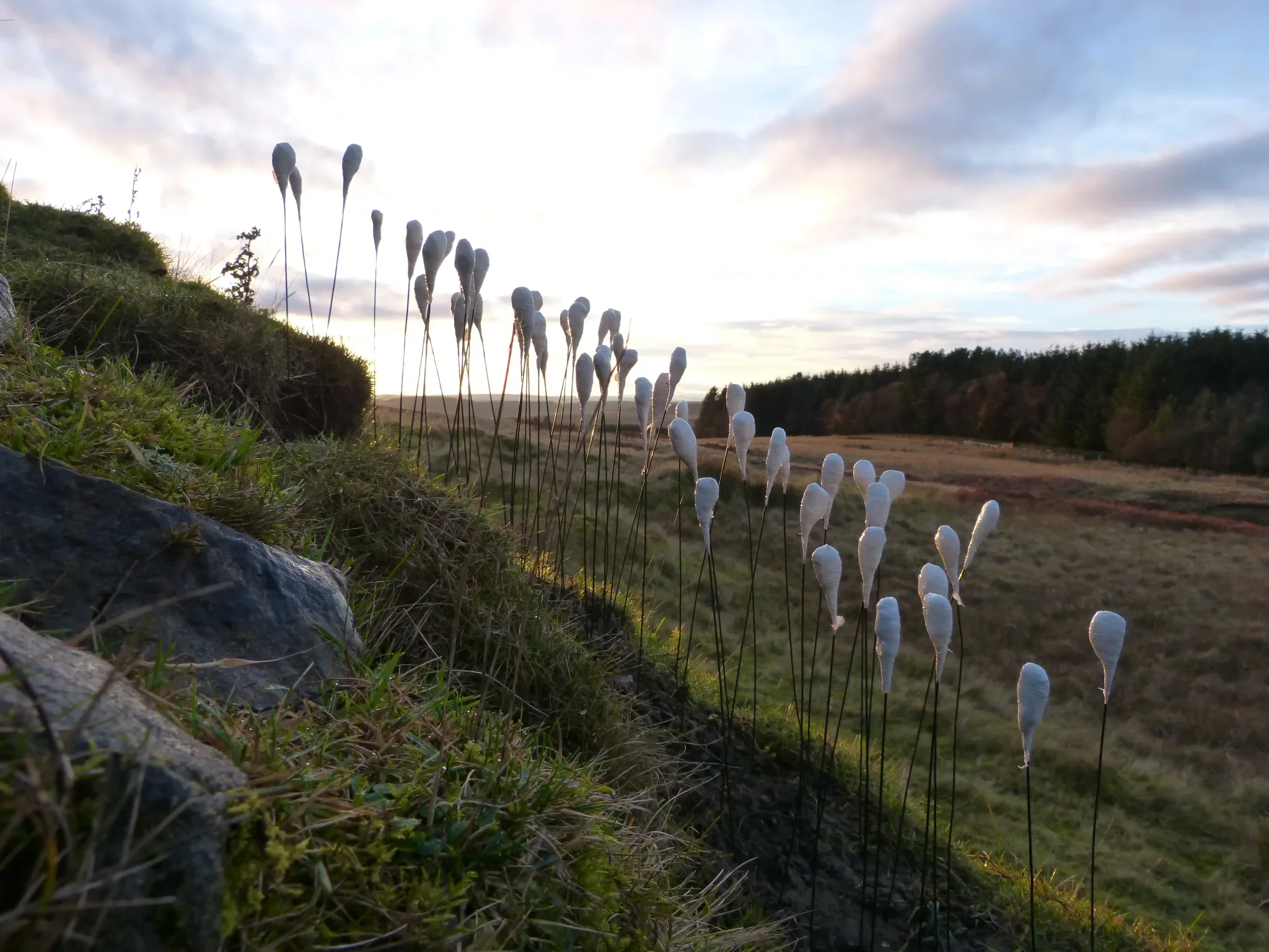 1.-planted.-baler-wrap-loop-end-ties.-highgreen.-helen-pailing-2013-1.jpg.webp