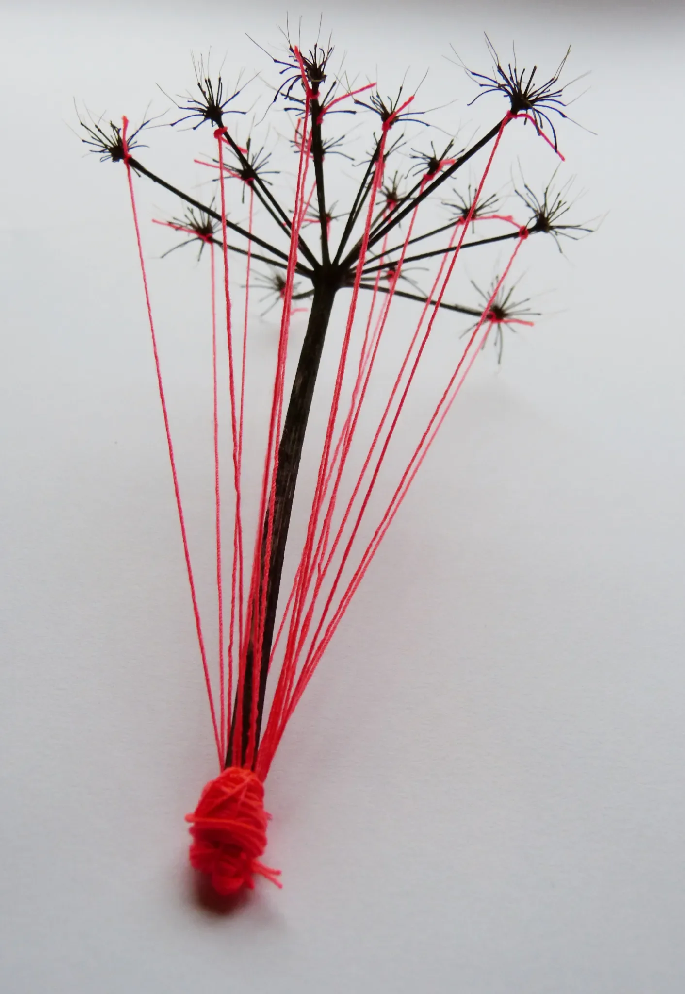object-a-day-138.-fennel-seed-head-thread.-2014-1.jpg.webp