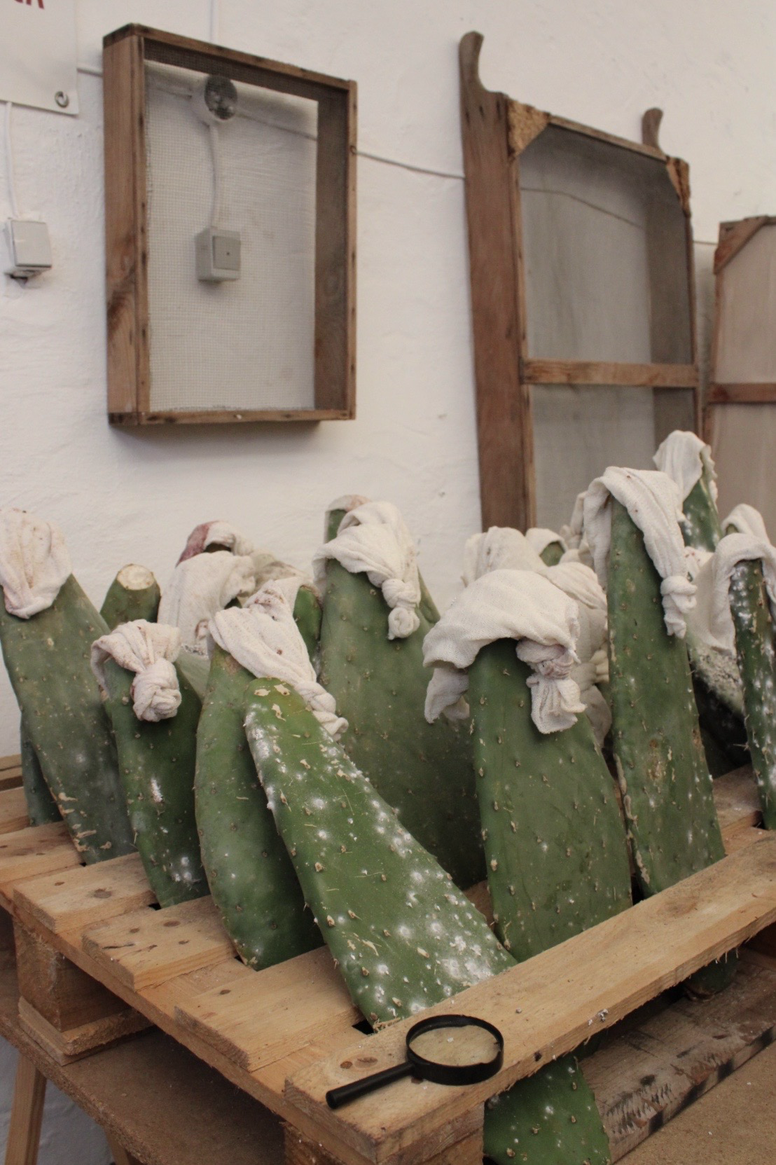 The Journey and History of Cochineal in the Canary Islands: Gran Canaria