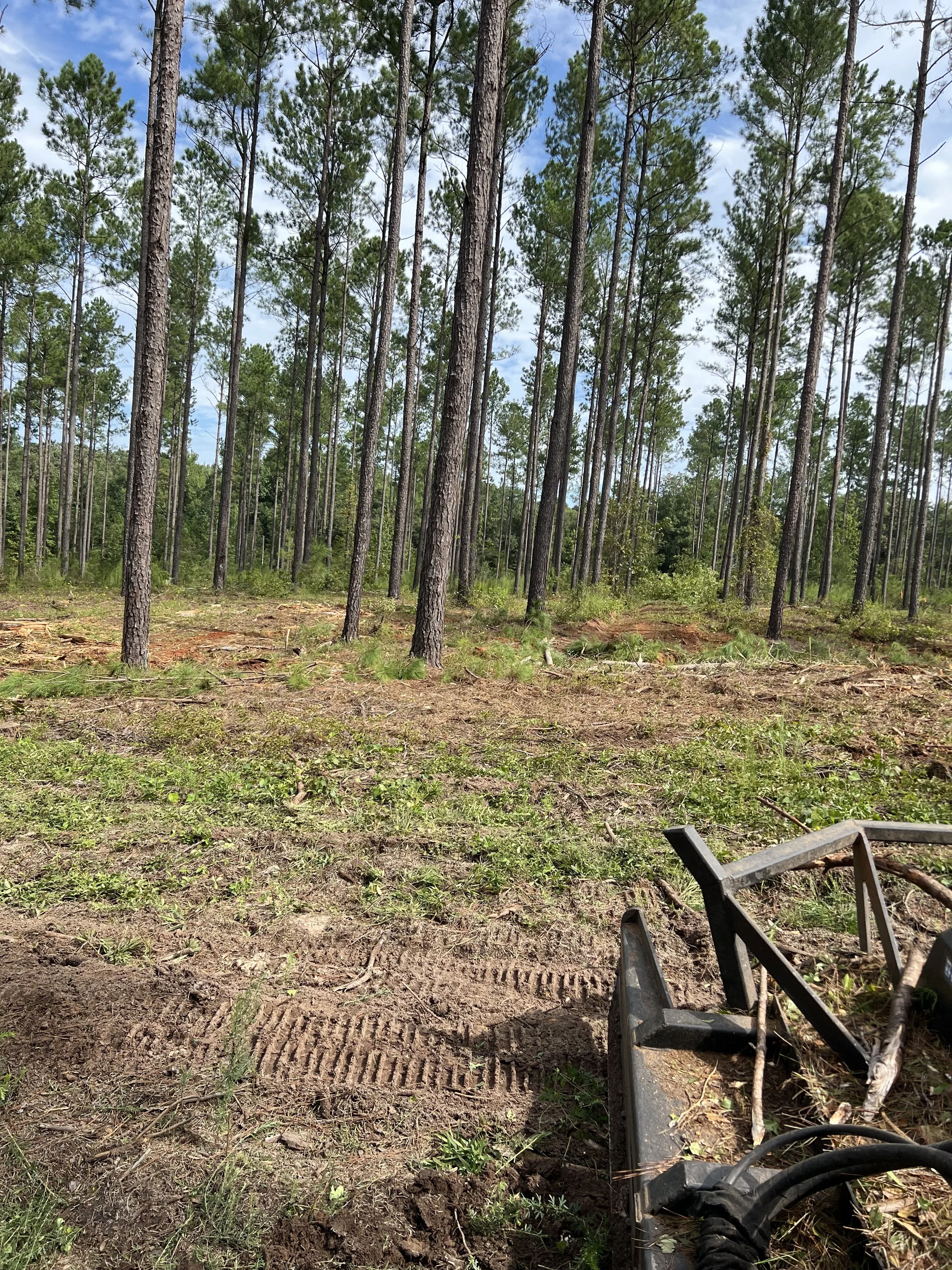 A cleared section of land in a pine forest with trees in the background and tire tracks on the soil in the foreground, along with construction equipment.