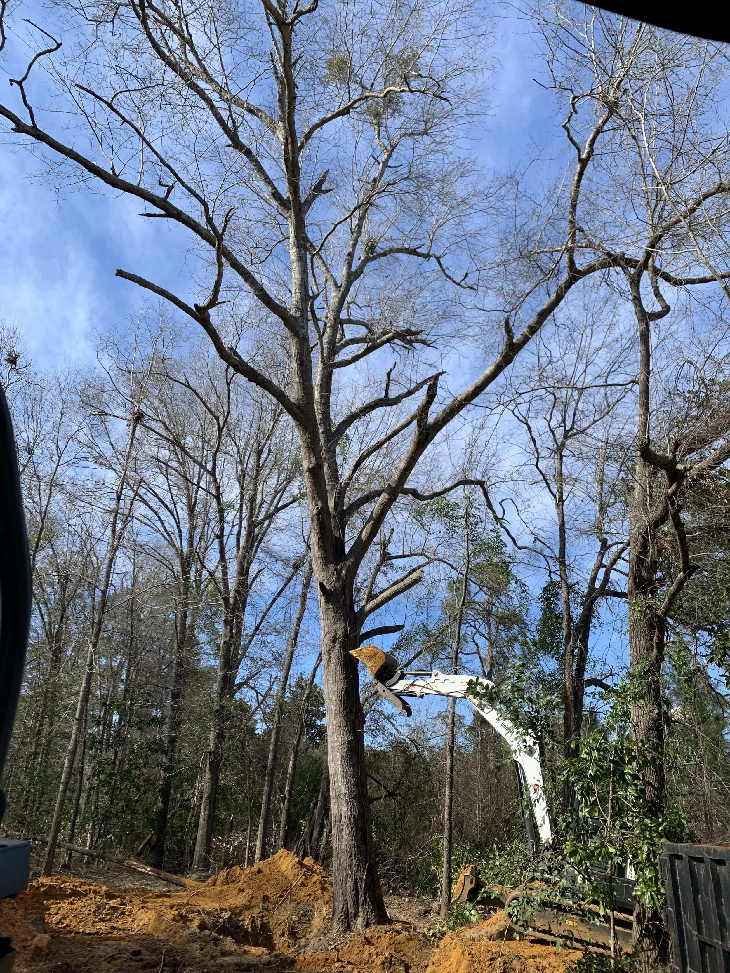 A tractor with a tree pruner attachment cutting a tall, leafless tree with a screw in the top, in a wooded area on a clear day.