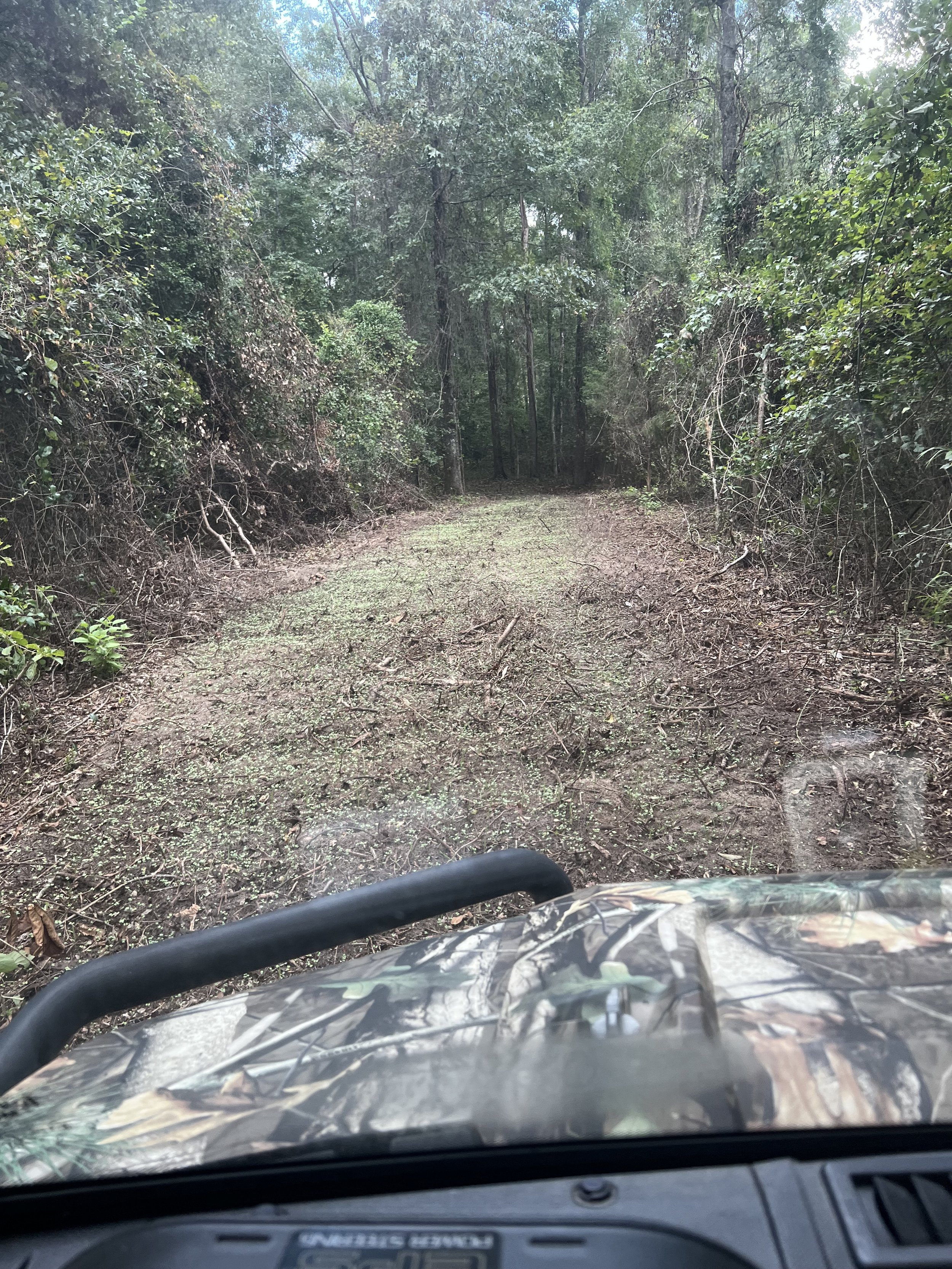 View from a vehicle on a dirt trail in a dense forest with tall trees and green foliage.