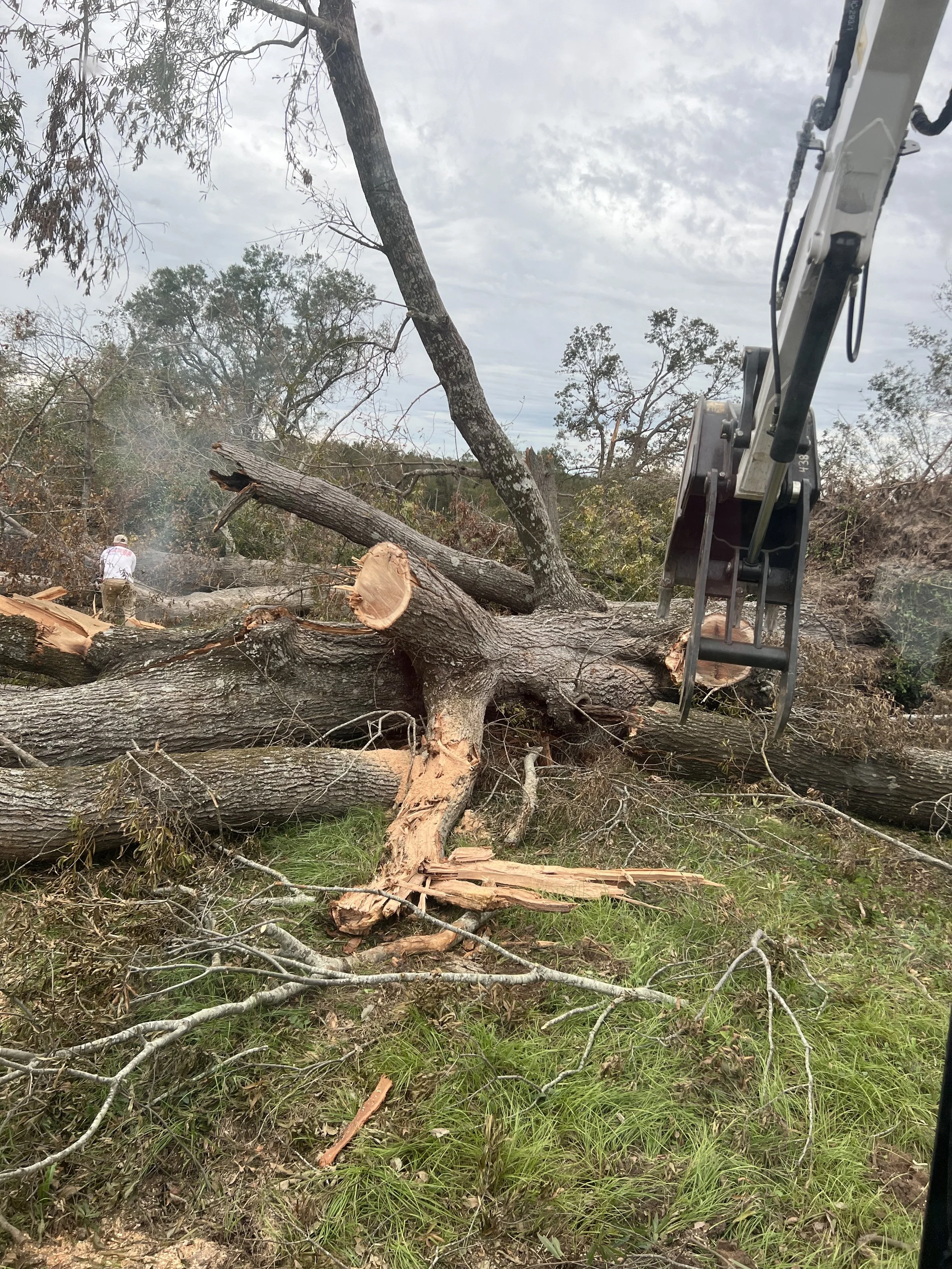 A large fallen tree being cut by a person with an excavator in a wooded area under cloudy sky.