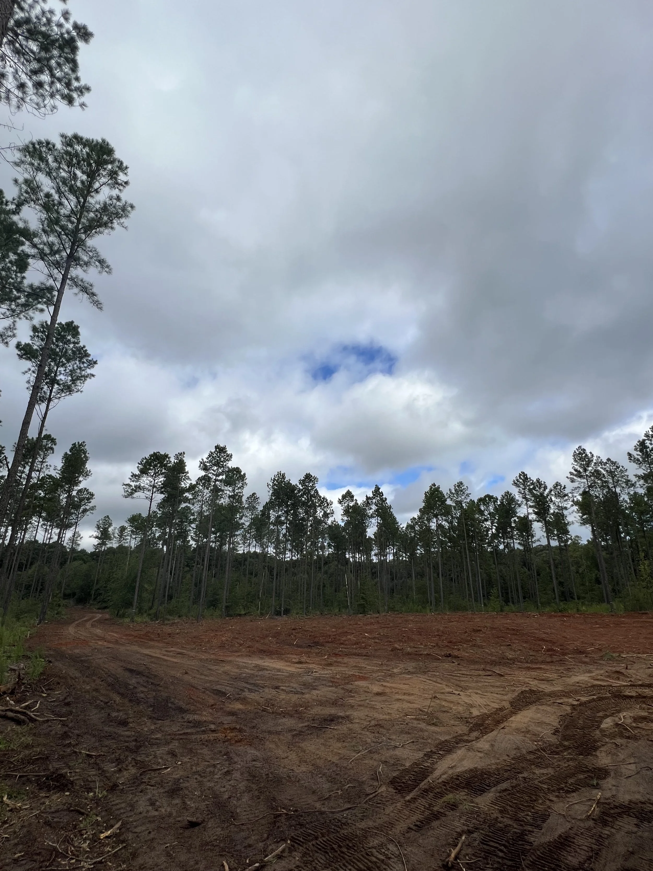 A dirt road winding through a forested area with tall pine trees under a cloudy sky.
