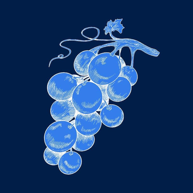 Grafische Darstellung einer Weintraube mit mehreren blauen Trauben und einer Weintraubenblüte auf einem dunkelblauen Hintergrund. Symbol für die Hotel Mission AI Hotel KI Anwendung zur Erstellung von Wein-Empfehlungen.