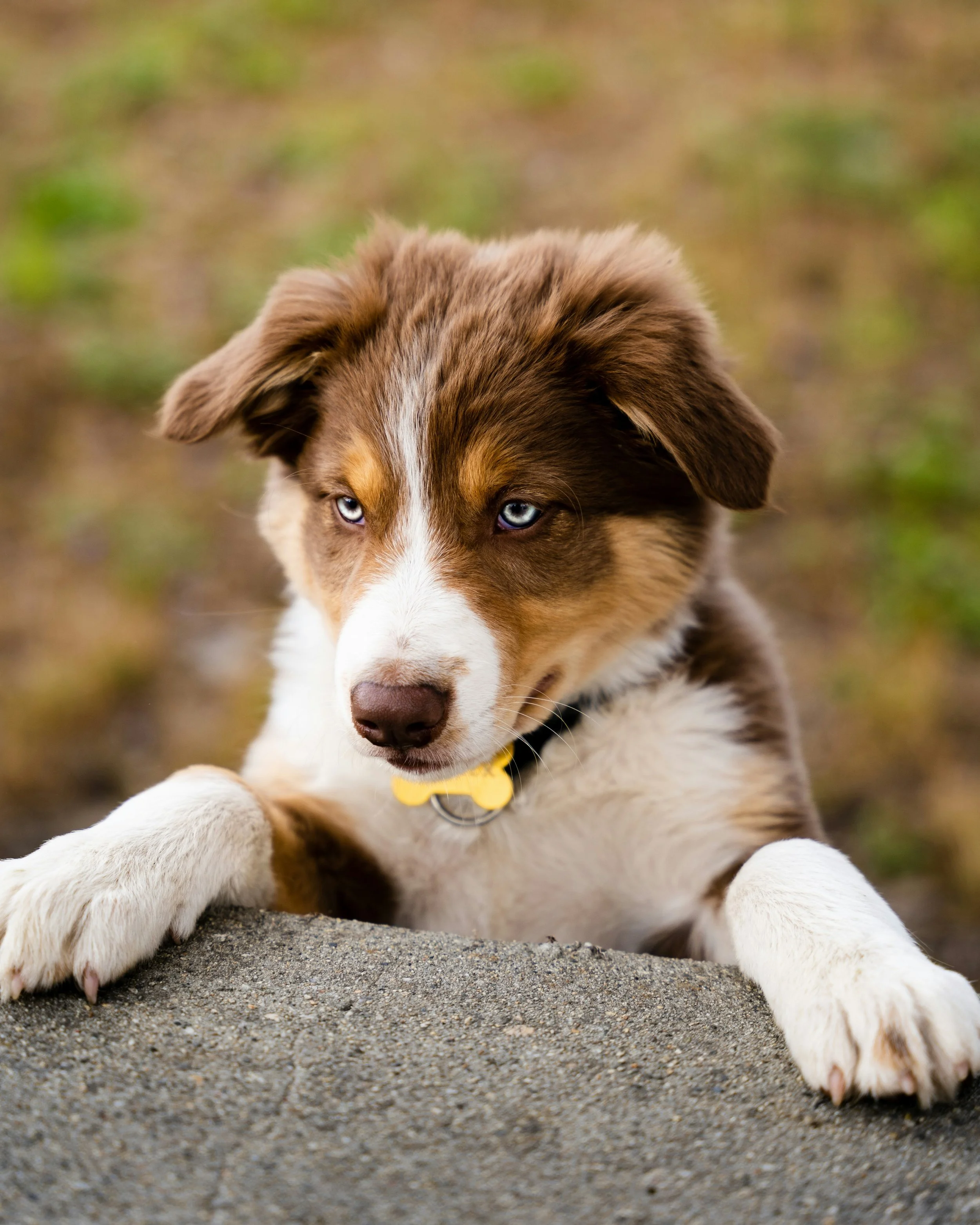 Een schattige hondenpuppy met blauwe ogen, liggend op zand, met een uitgevinkte tong en een gele halsband, achtergrond van gras en aarde.