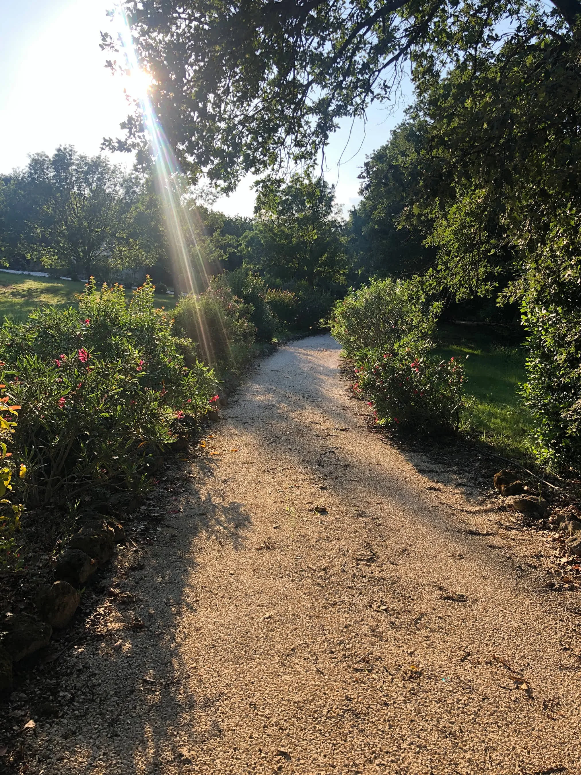 Ein schmaler Pfad im Park, flankiert von Büschen und Bäumen, mit Sonnenlicht, das durch die Blätter scheint.