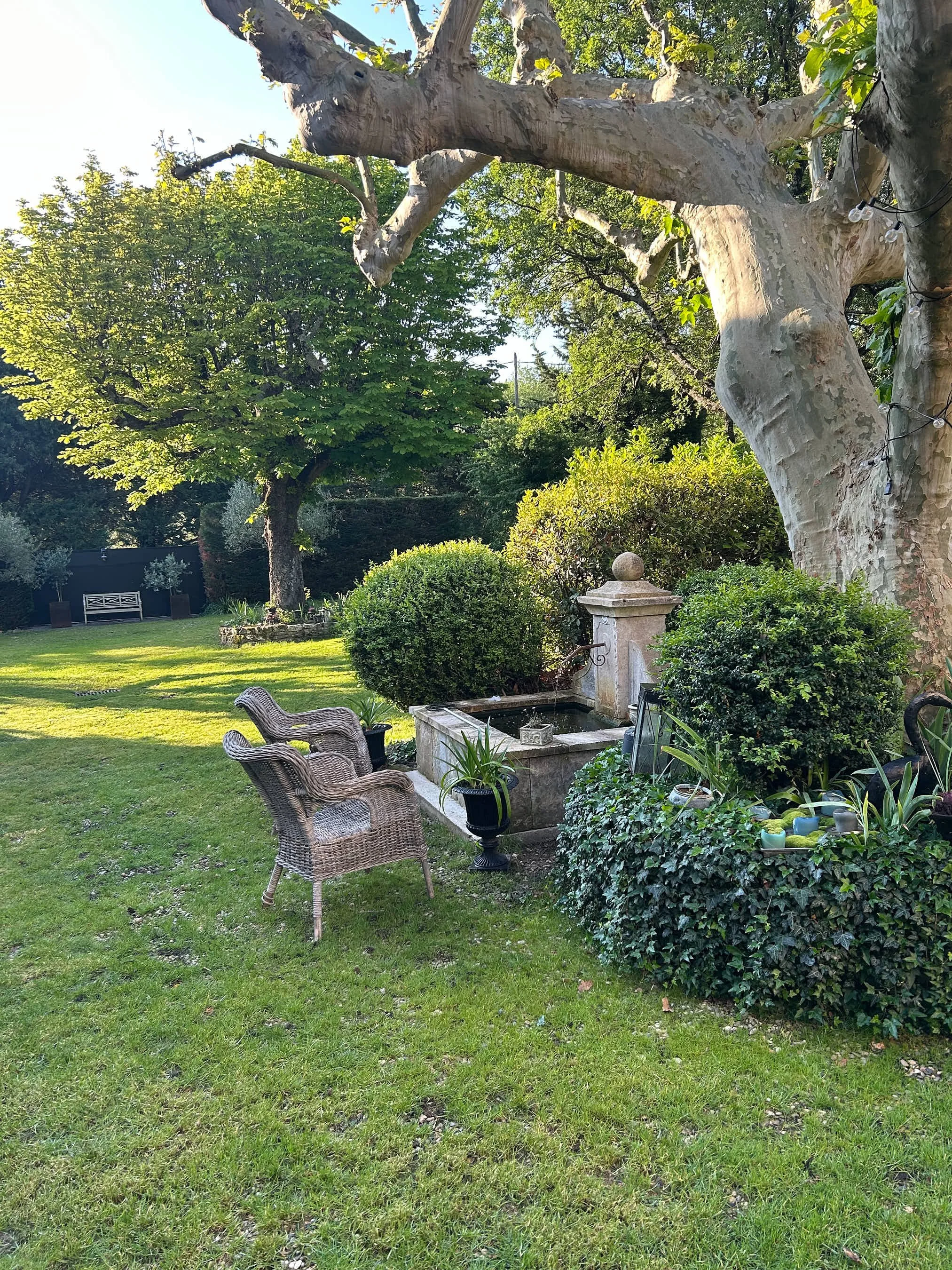 Garten mit einem großen Baum, Rattanstühle, einem Brunnen und vielen grünen Sträuchern und Bäumen, unter Sonnenschein.