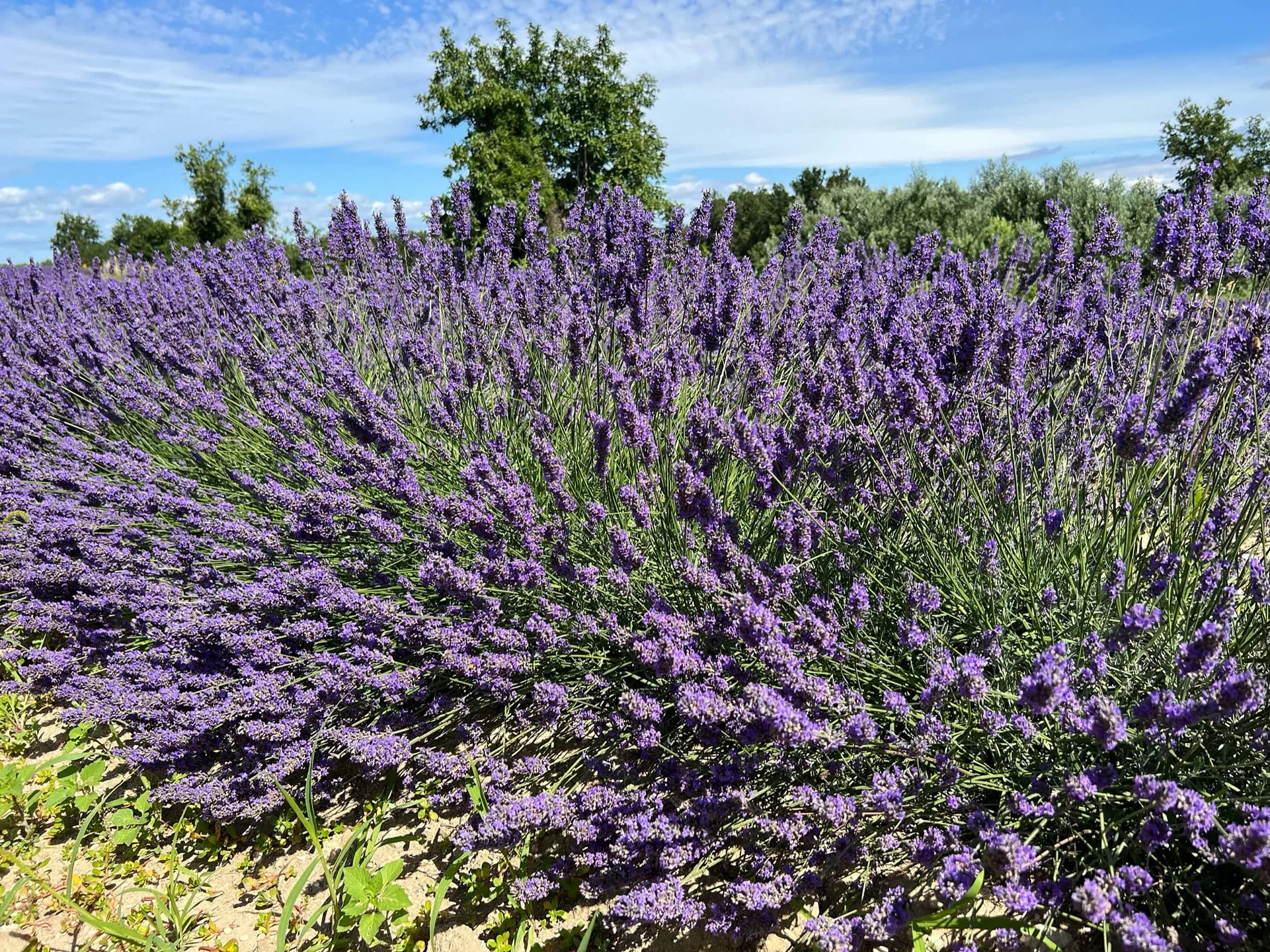 Ein Lavendelfeld mit vielen blühenden lavendelfarbenen Pflanzen, grüne Bäume und ein blauer Himmel im Hintergrund.