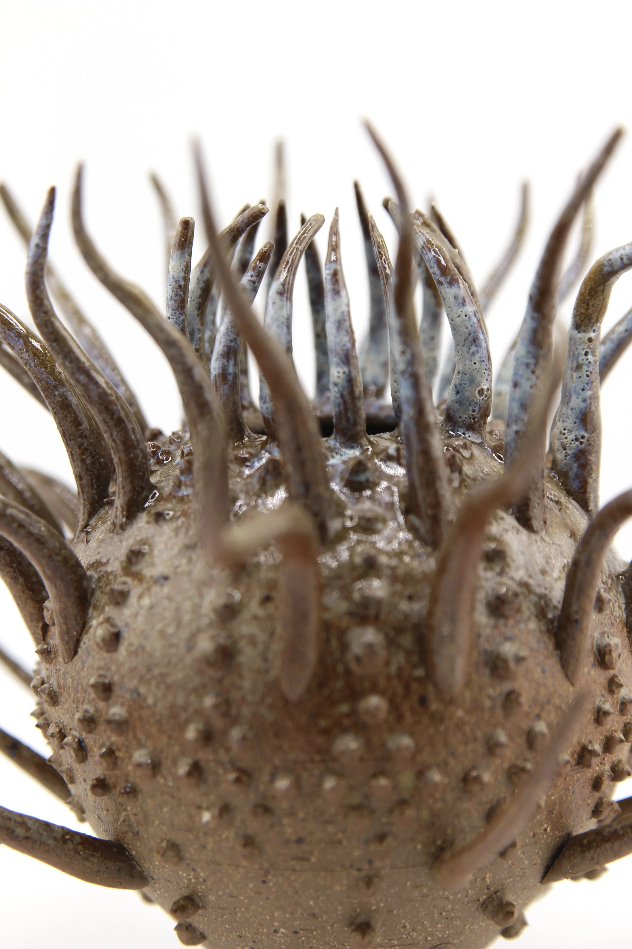Echinodermata II Specimen (2026) - Glaze and wood ash - 6 x 6 x 5 in 