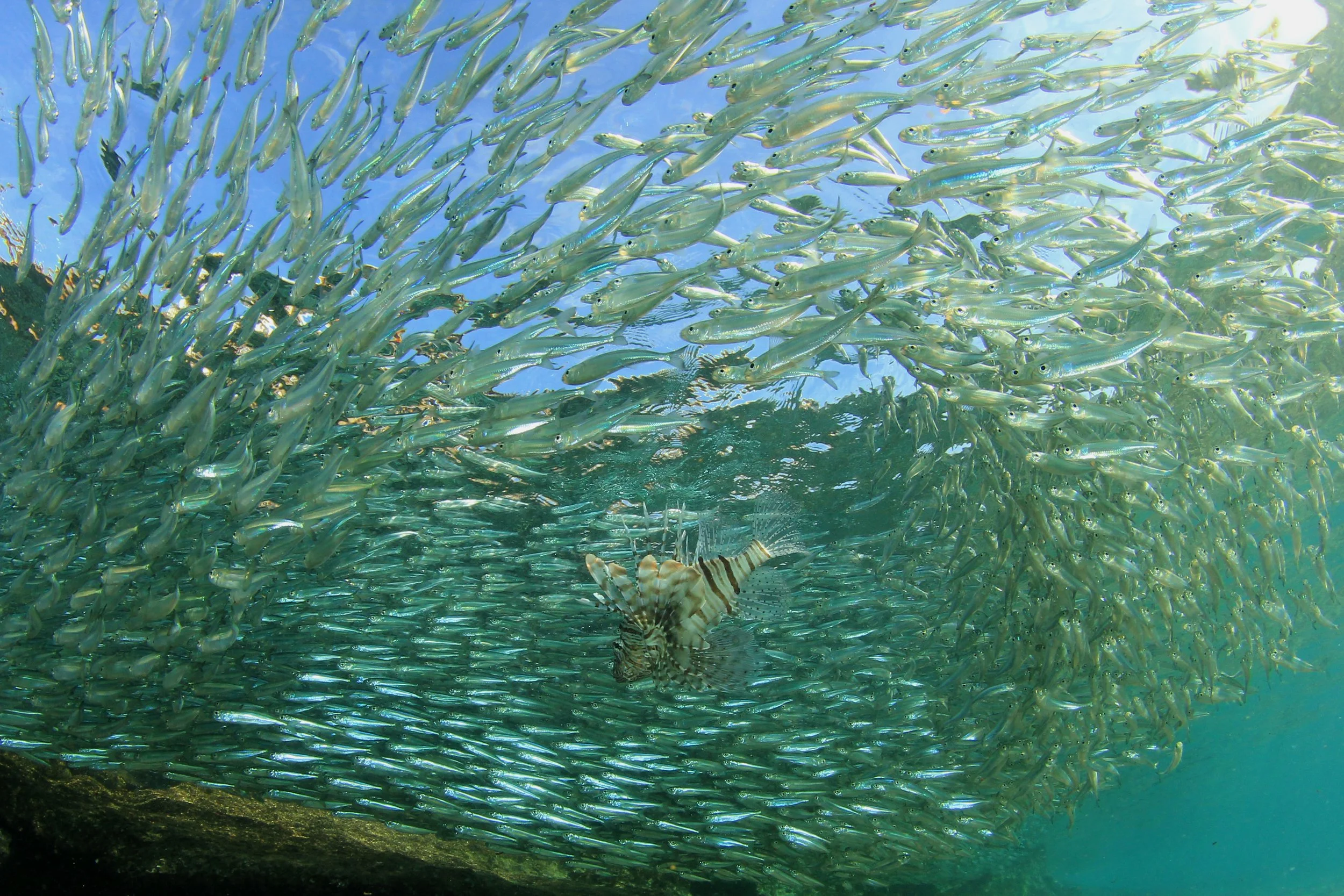 shoal-of-sardine-fish-hunted-by-lionfish-2026-01-09-14-57-32-utc.jpg
