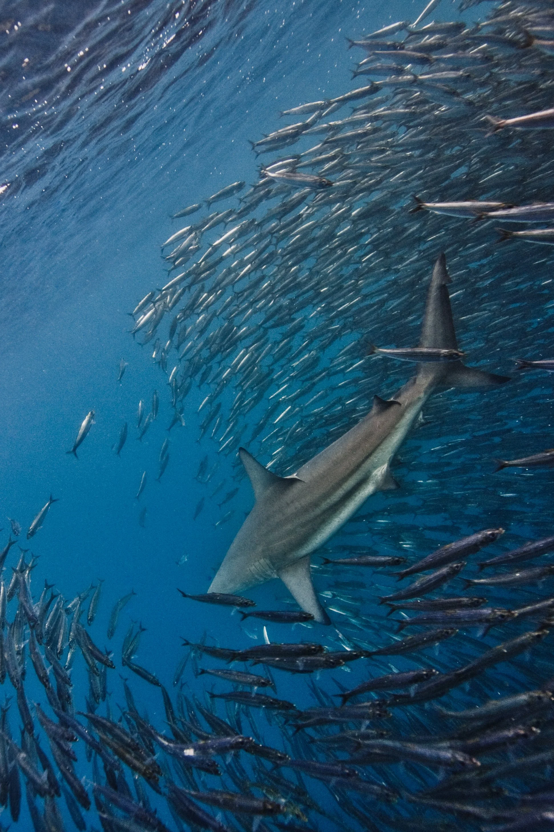 shark-swimming-through-school-of-fish-in-ocean-2026-03-09-06-34-14-utc.jpg