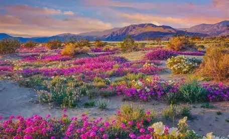 Wild Bloom Immersion