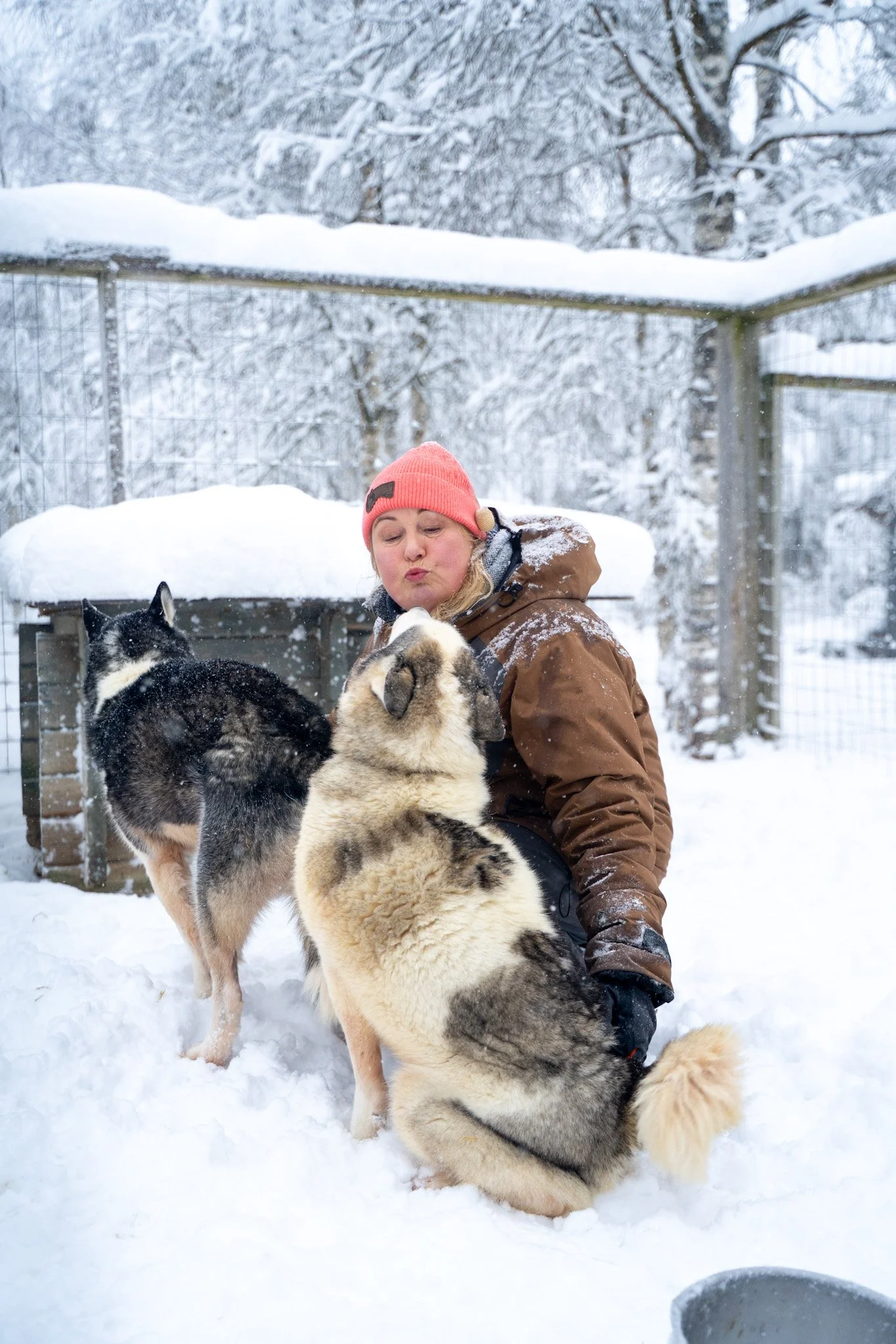 Talvinen kohtaaminen huskykoiran kanssa
