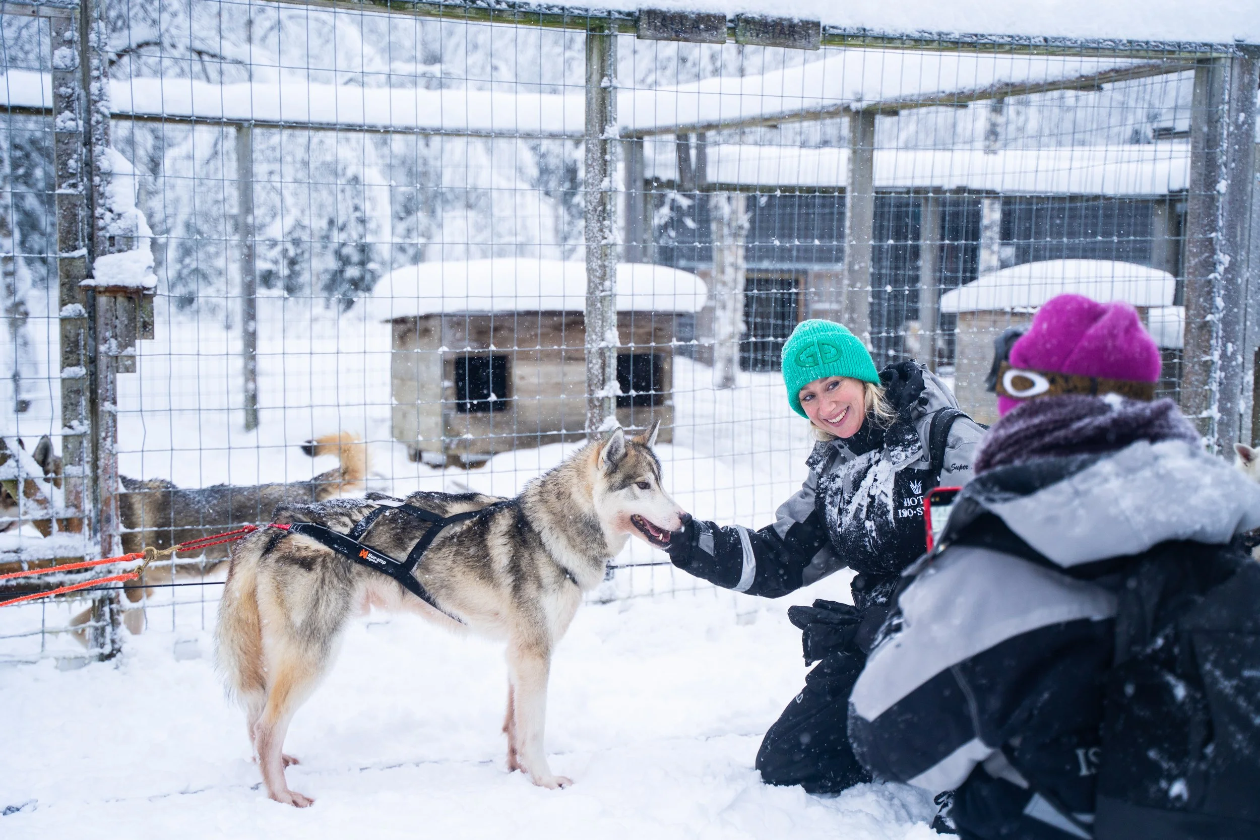 Talvinen huskyhetki pohjoisen maisemissa