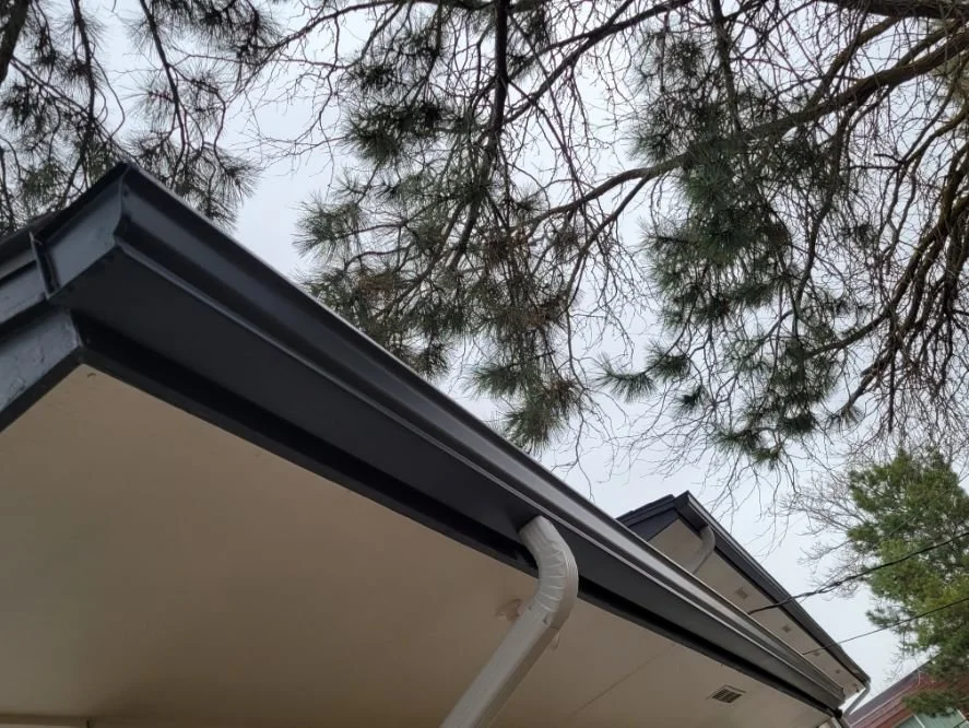 pine-tree-raingutter.jpg