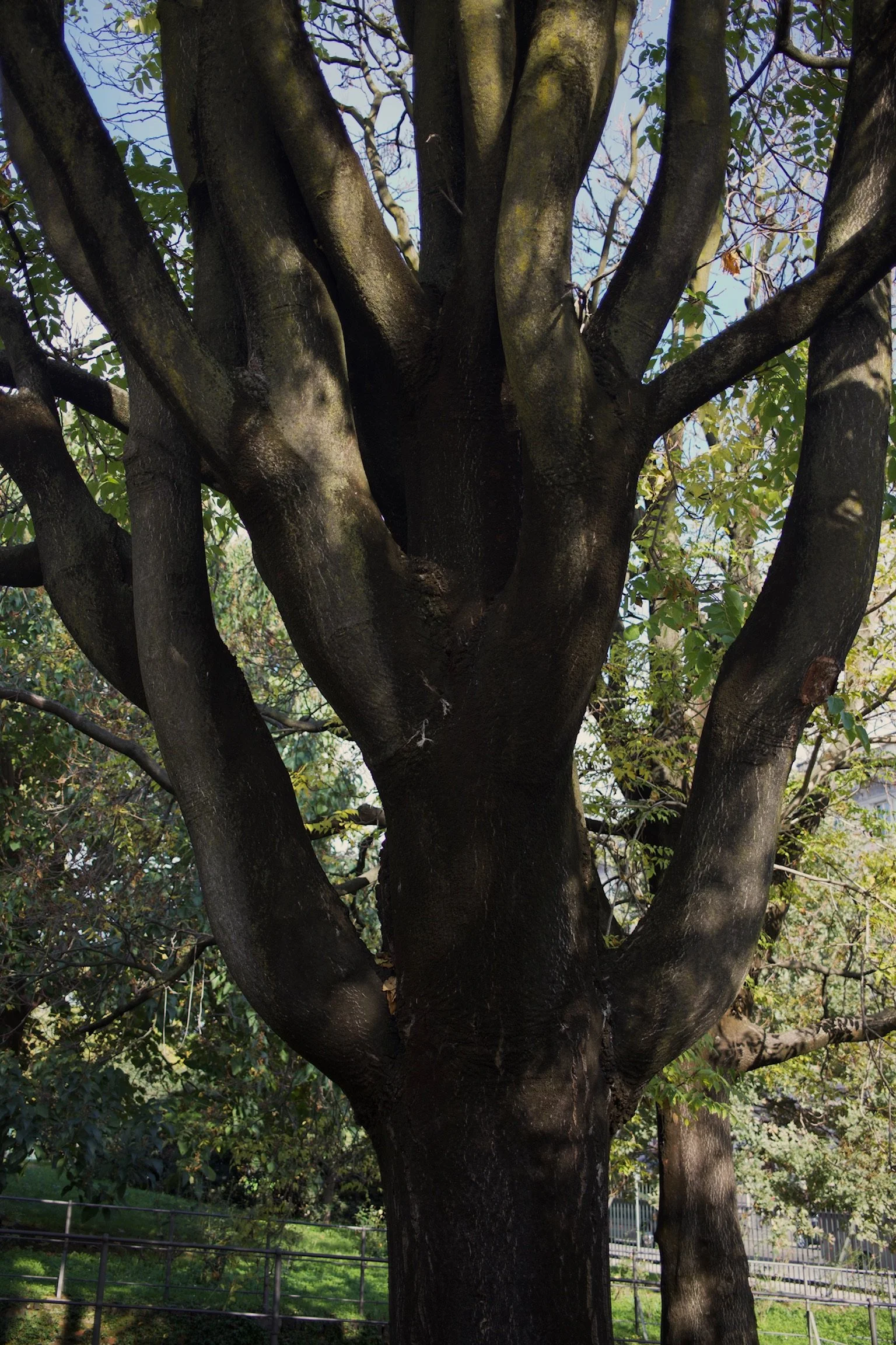 The image shows the trunk and branches of a large tree with dark bark, surrounded by greenery and a fence at the bottom, with blue sky visible through the leaves.