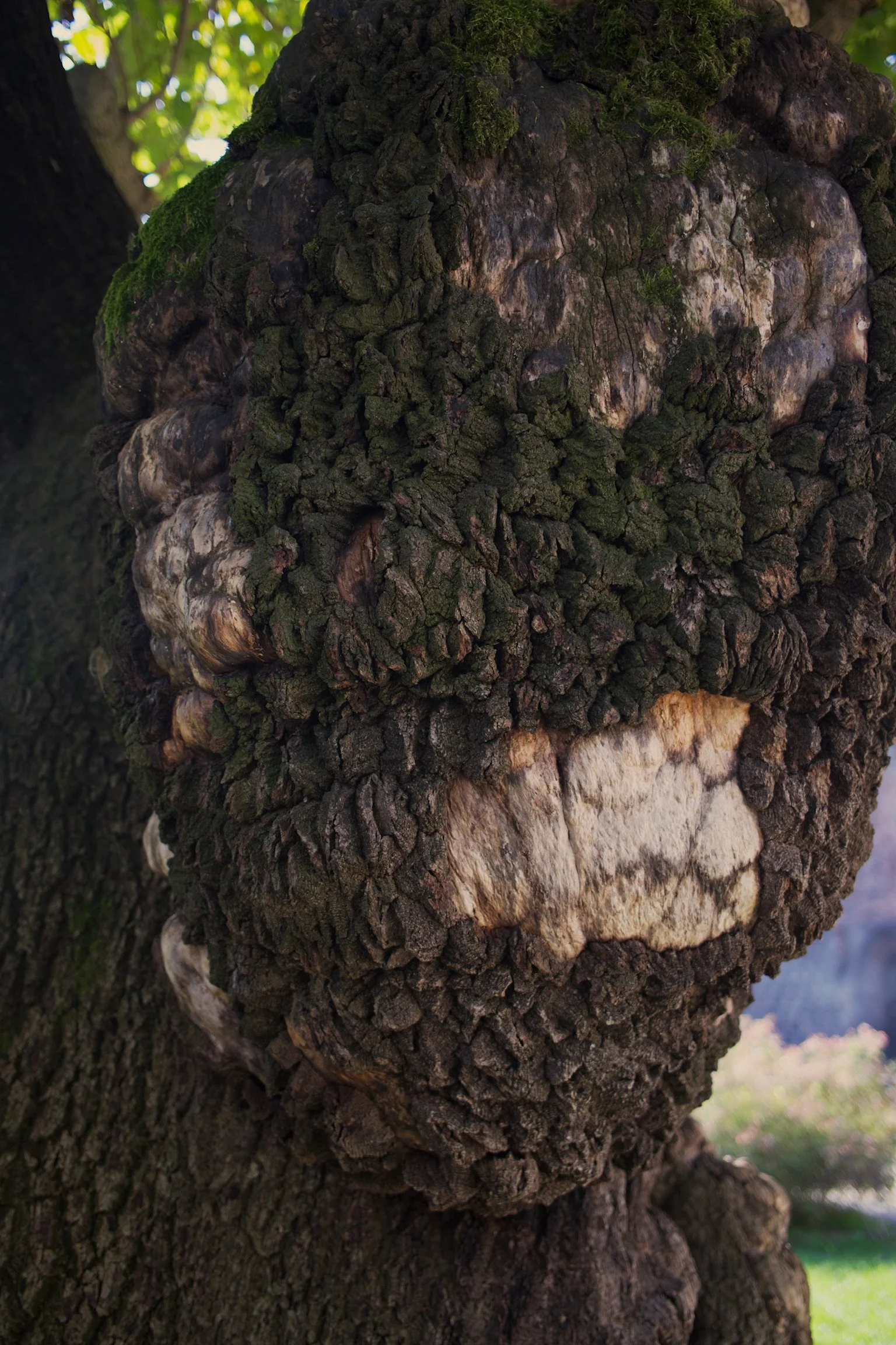 Close-up of a tree trunk with rough, textured bark and patches of moss, showing multiple burl formations.