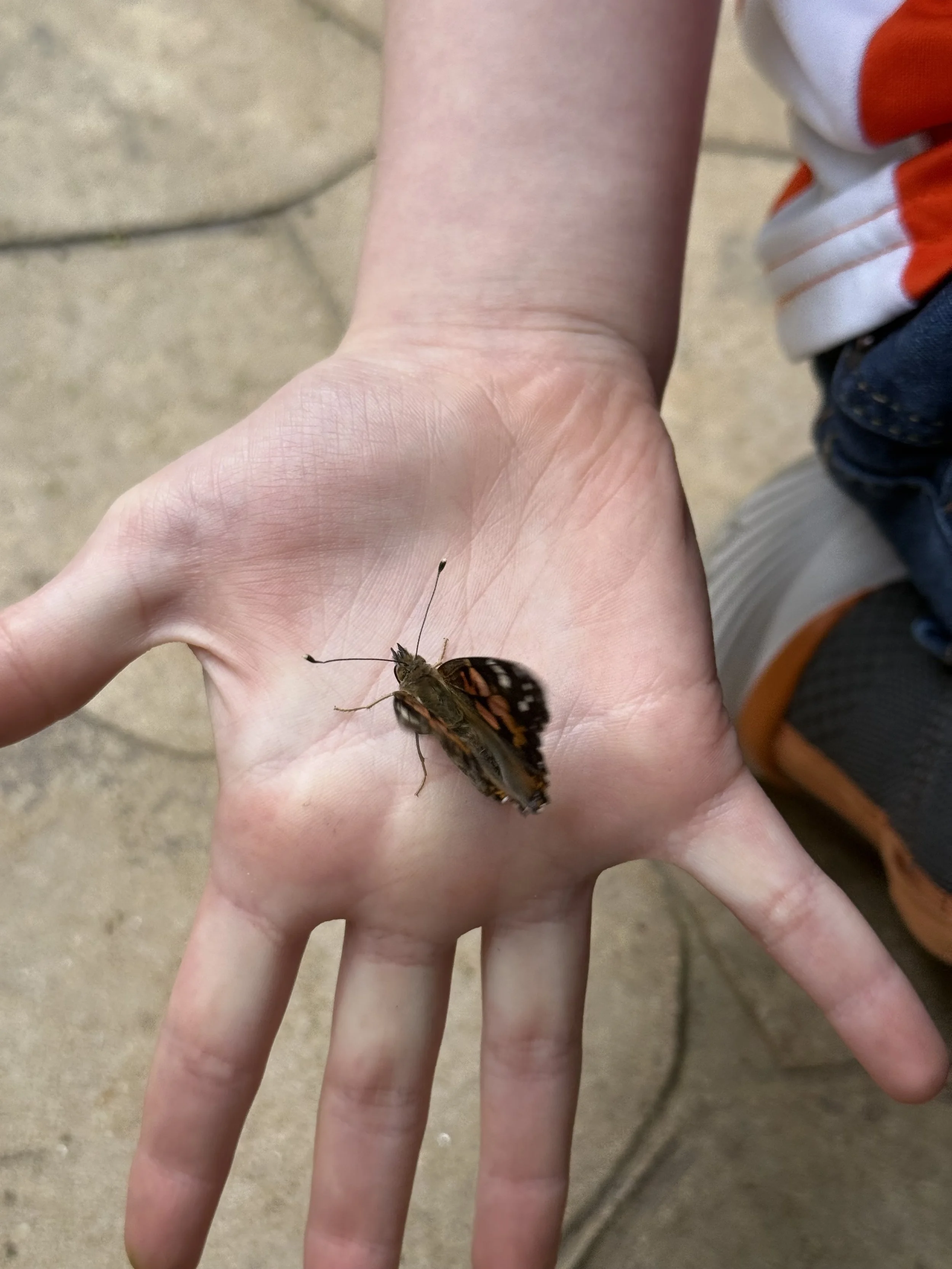 Caterpillars, Butterflies, and Leadership… Oh My!