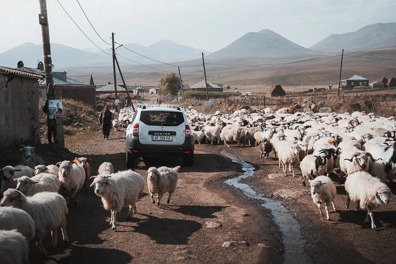 Sheep-in-Akhali-Khulgumo-Javakheti-Georgia.jpg