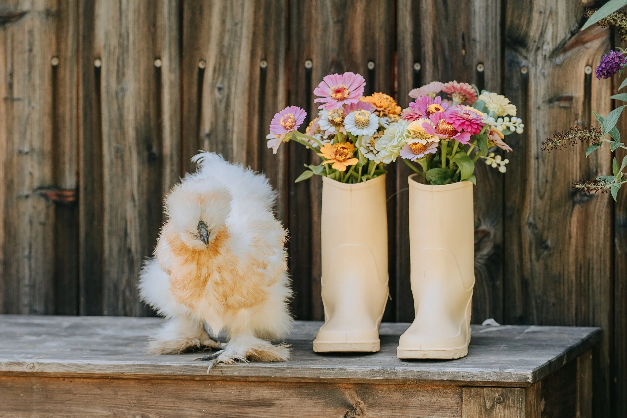 A fluffy yellow chicken stands on a weathered wooden table next to two tall cream-colored rain boots filled with pink, white, and orange flowers, against a wooden fence background.