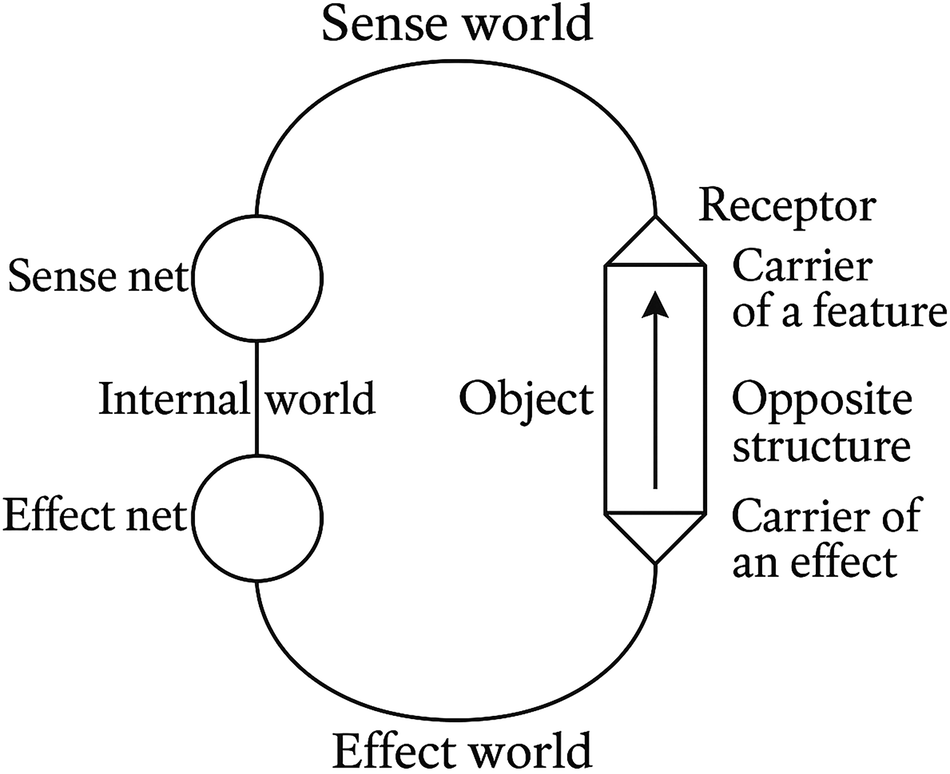 Original 1934 Umwelt Model (Funktionskreis) by Jakob von Uexküll. The classic biosemiotic functional cycle showing the Merkwelt and Wirkwelt loop. This original dyadic feedback loop is the basis for Loughnane's Triadic Umwelt Model.