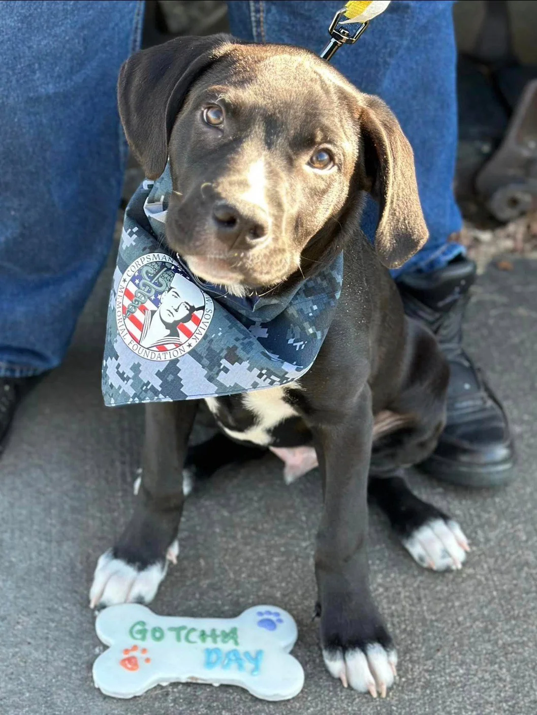 Emotional Support Dog MJ