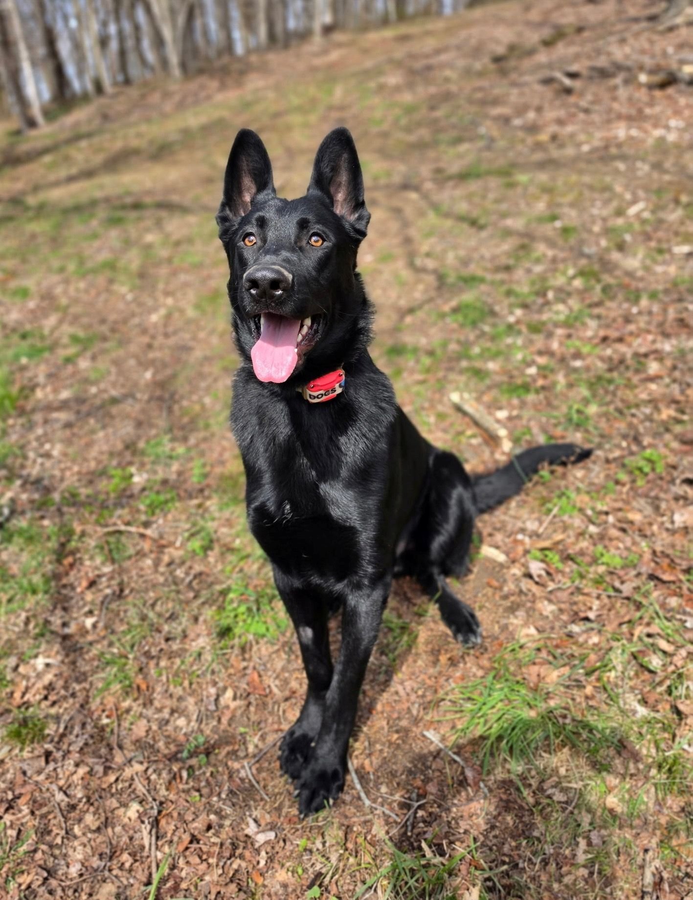 Emotional Support Dog Onyx