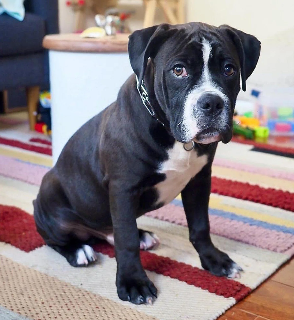 Emotional Support Dog Franklin