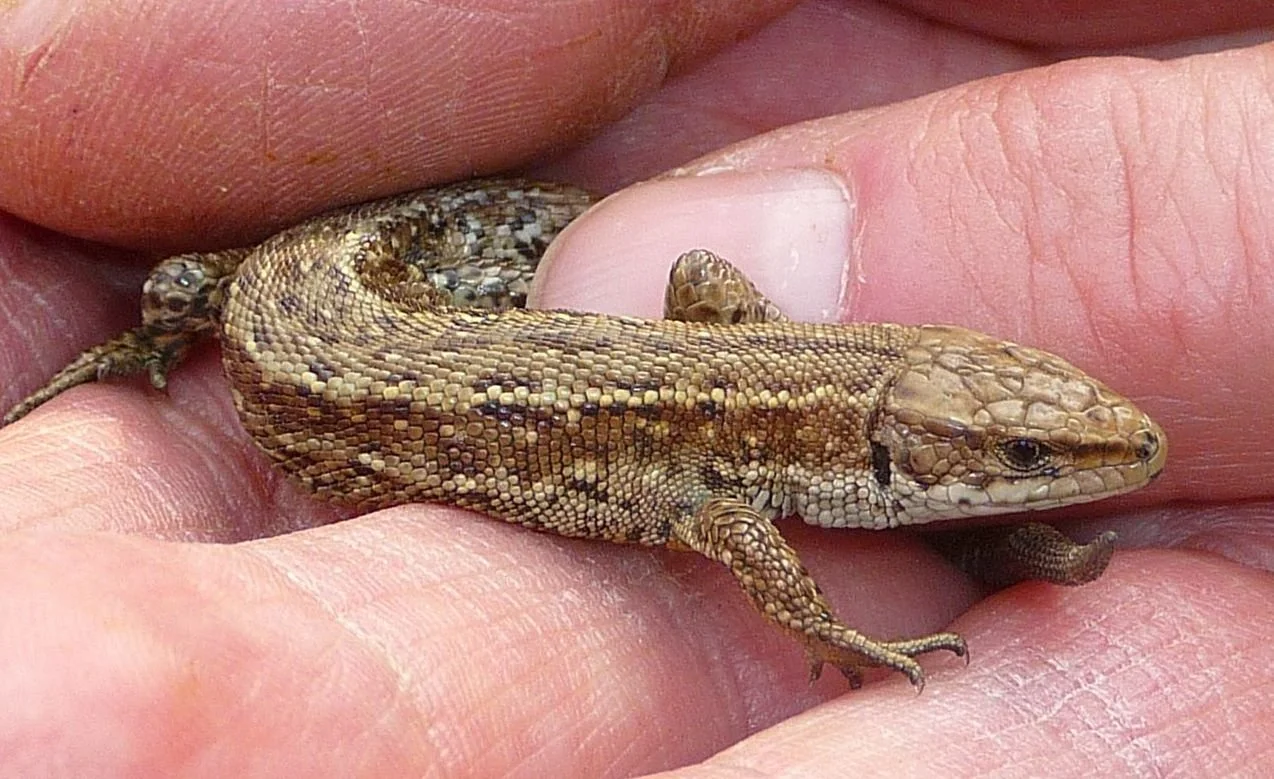 Image of a common lizard being held in the hand
