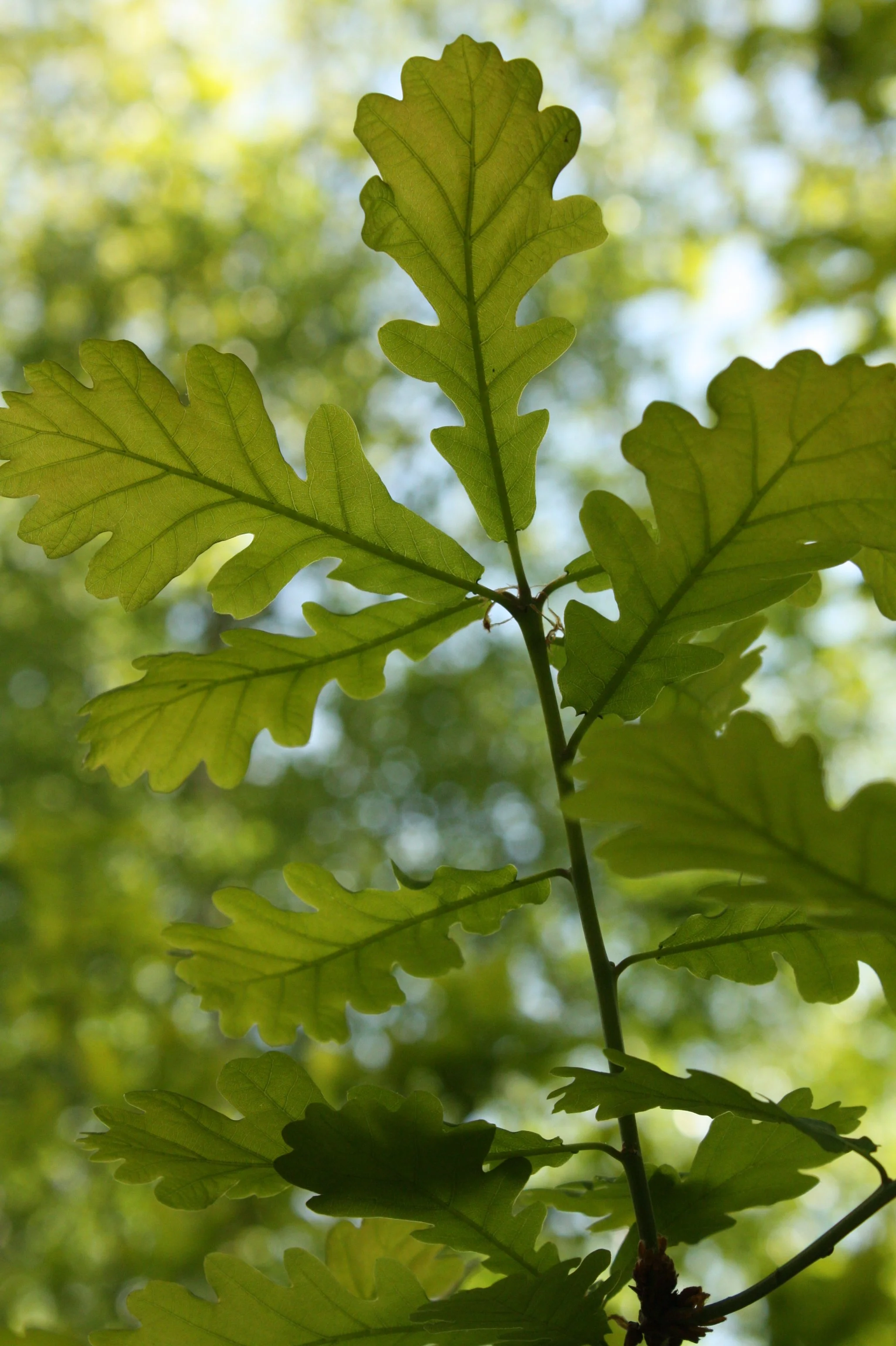 Photo of some young oak leaves in a woodland