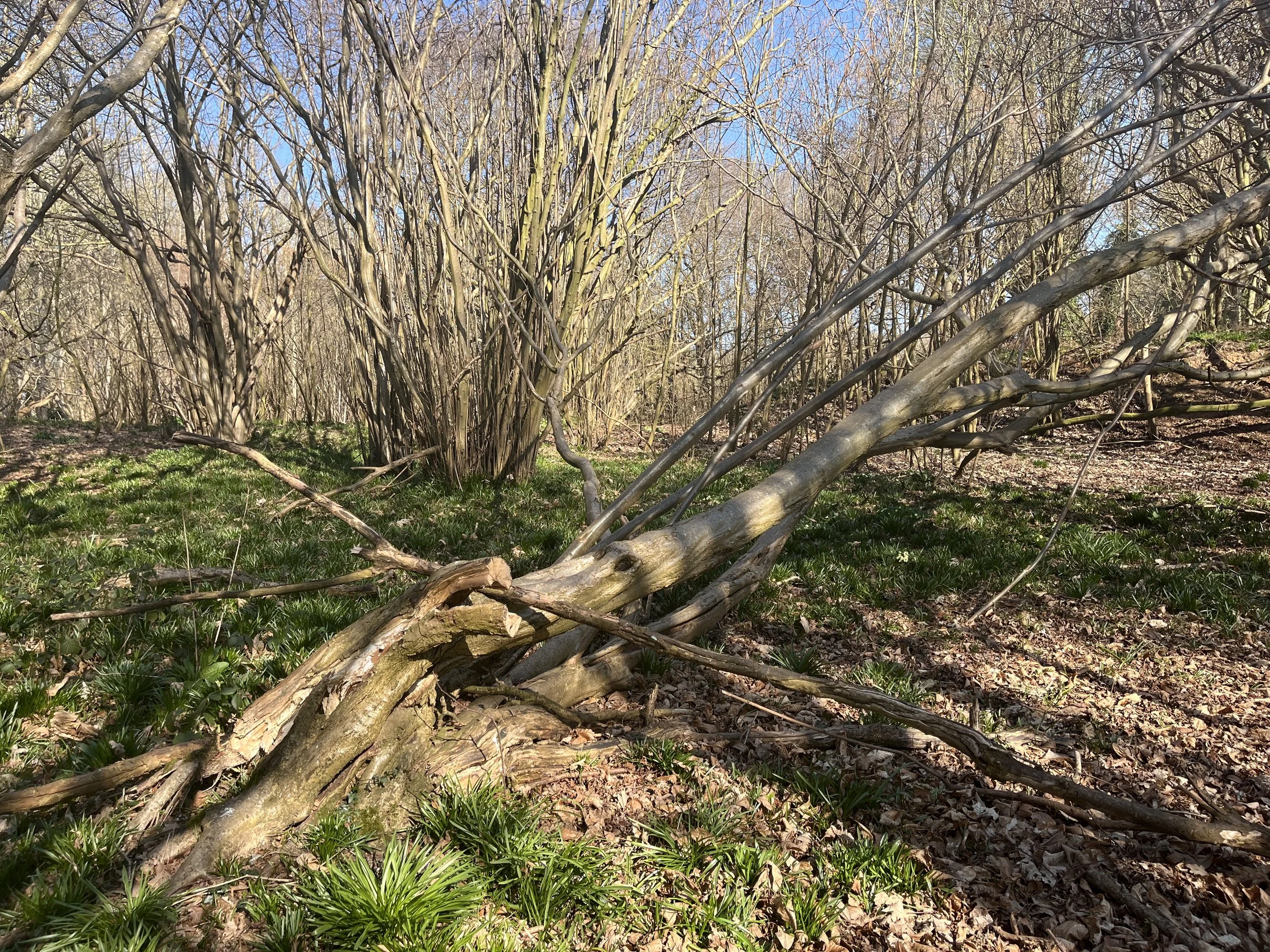 Photo of a hazel coppice woodland with a tree leaning in the foreground and older coppice stools to the rear