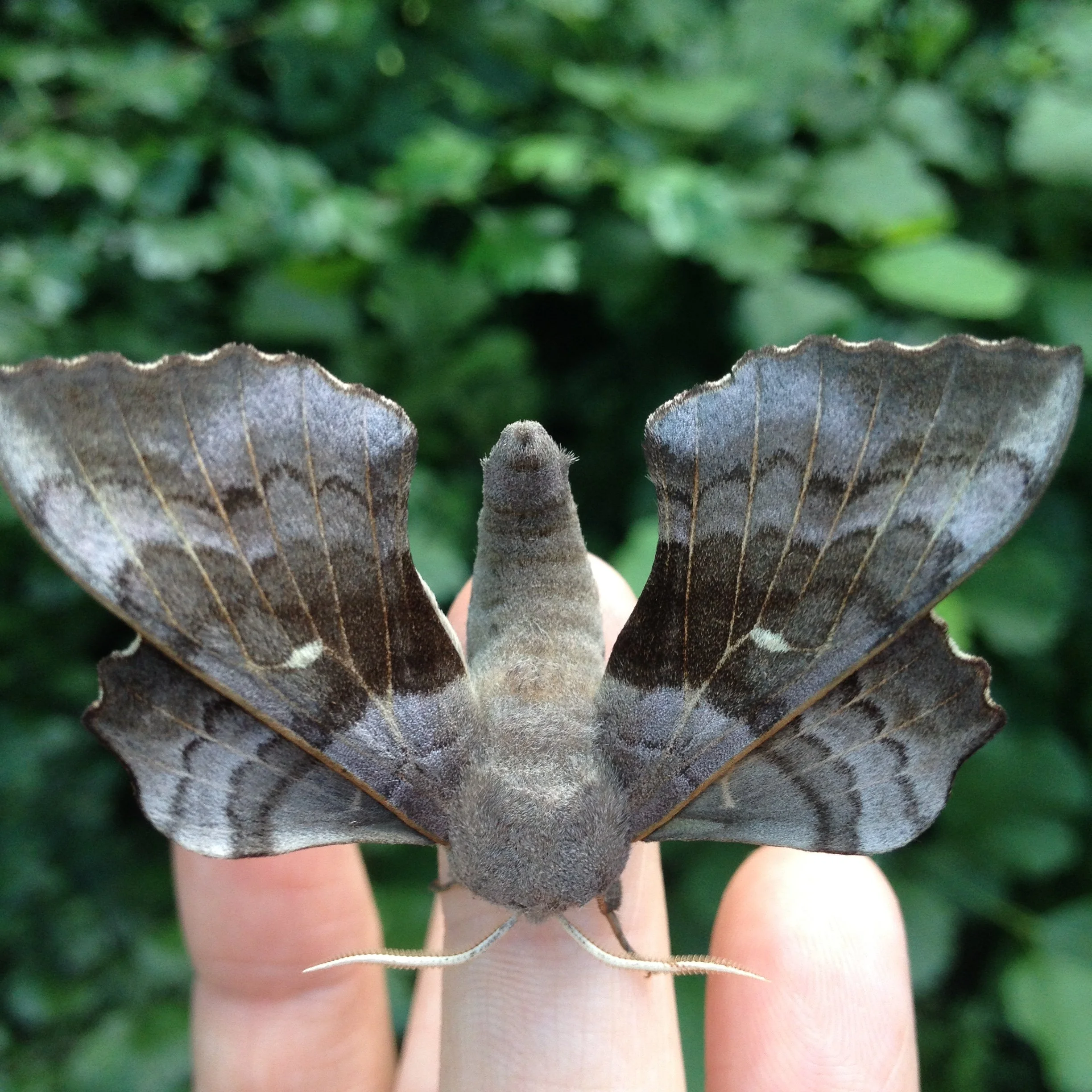 Image of a poplar hawk moth resting on three fingers