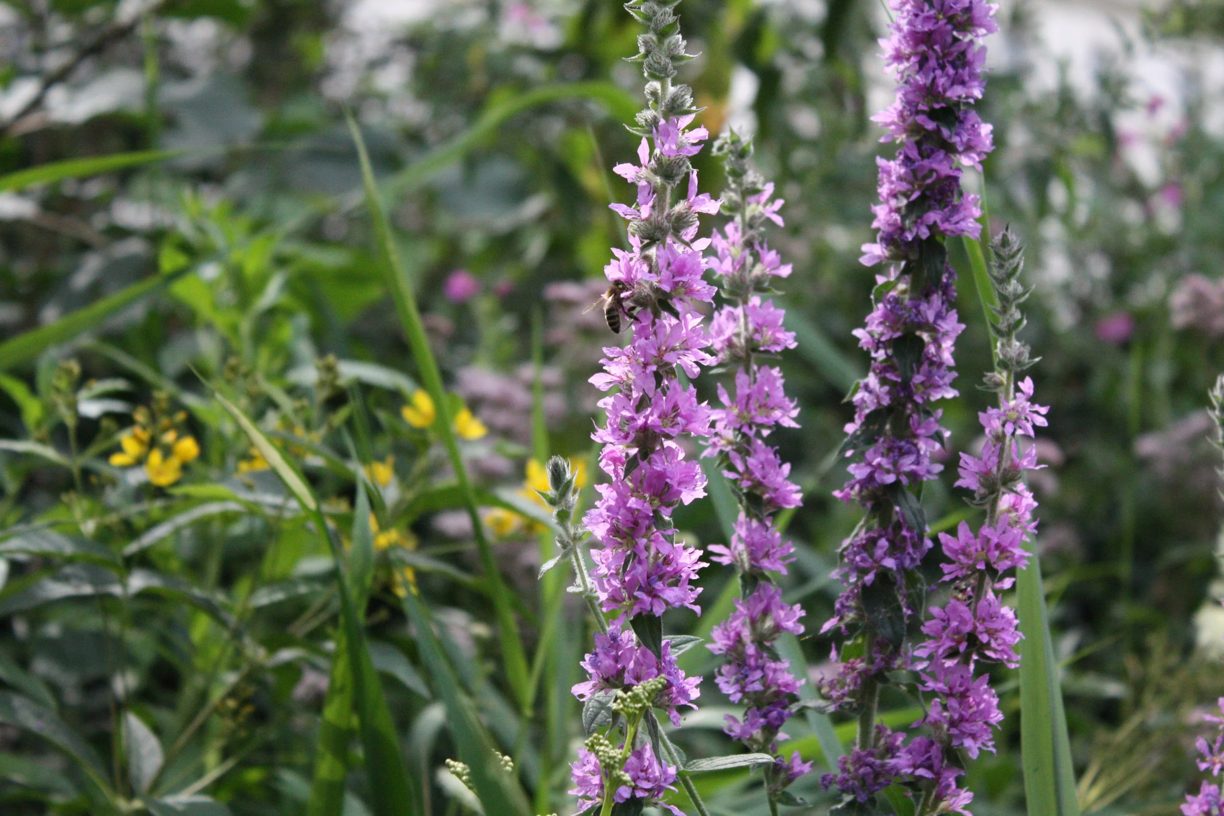 Image of a tall purple flower with a honey bee visiting.