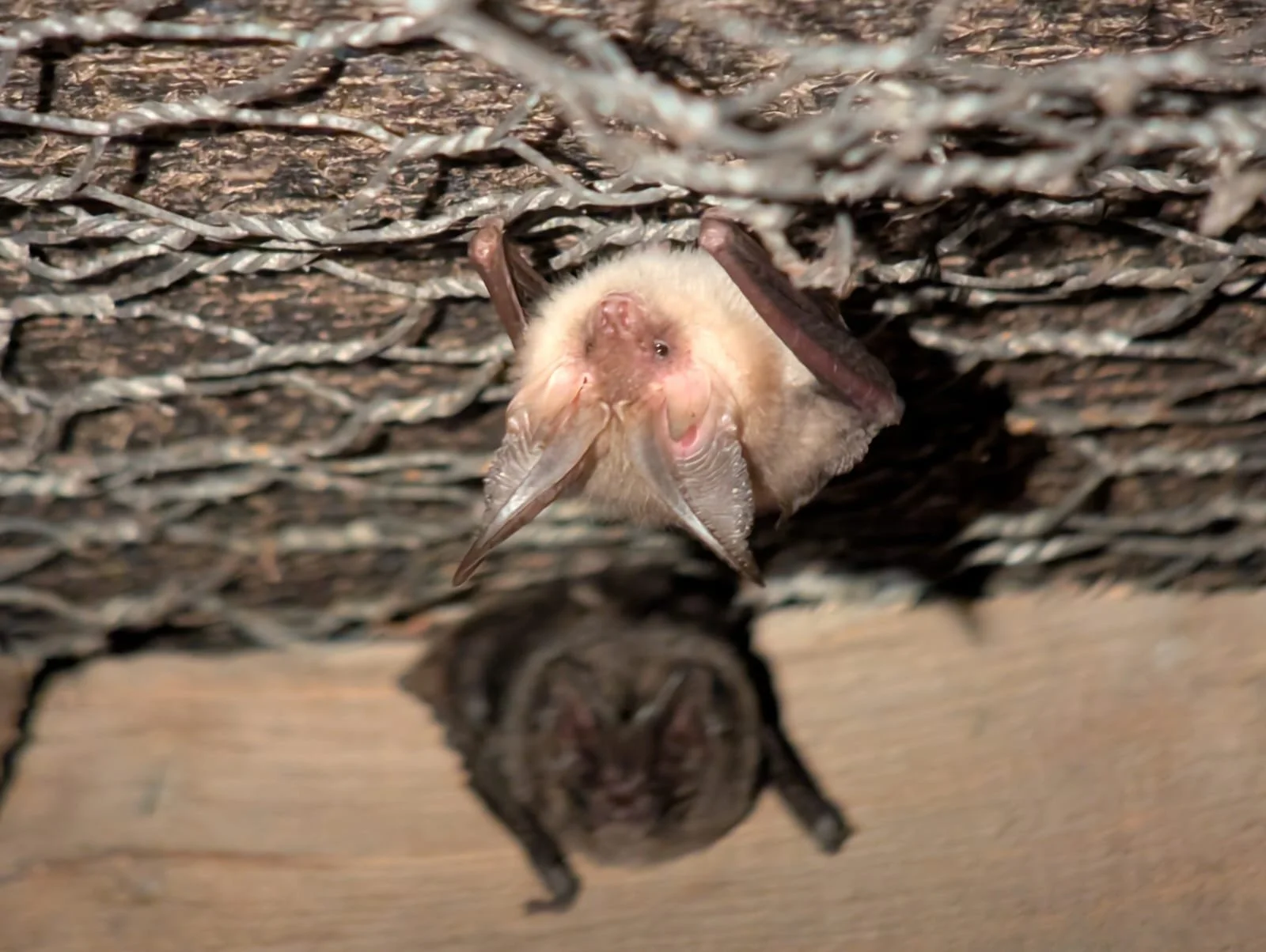 two bats are clinging to a ceiling of a barn