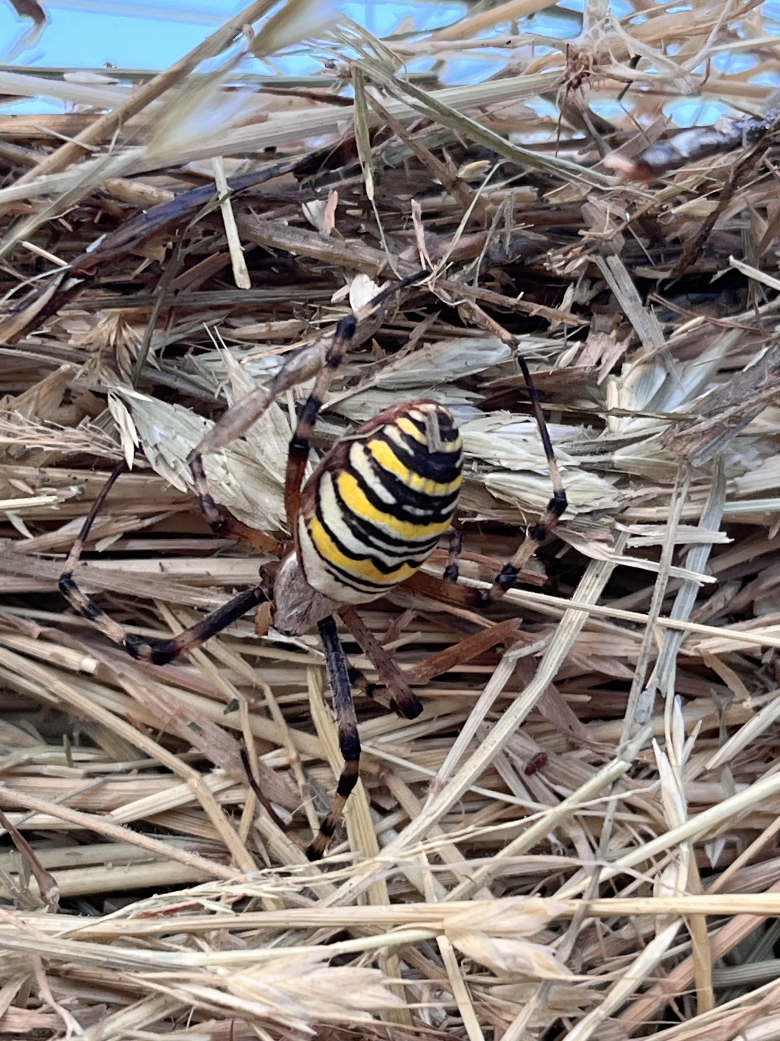 Close-up view of a wasp spider with yellow, black, and white striped abdomen, camouflaging amongst hay