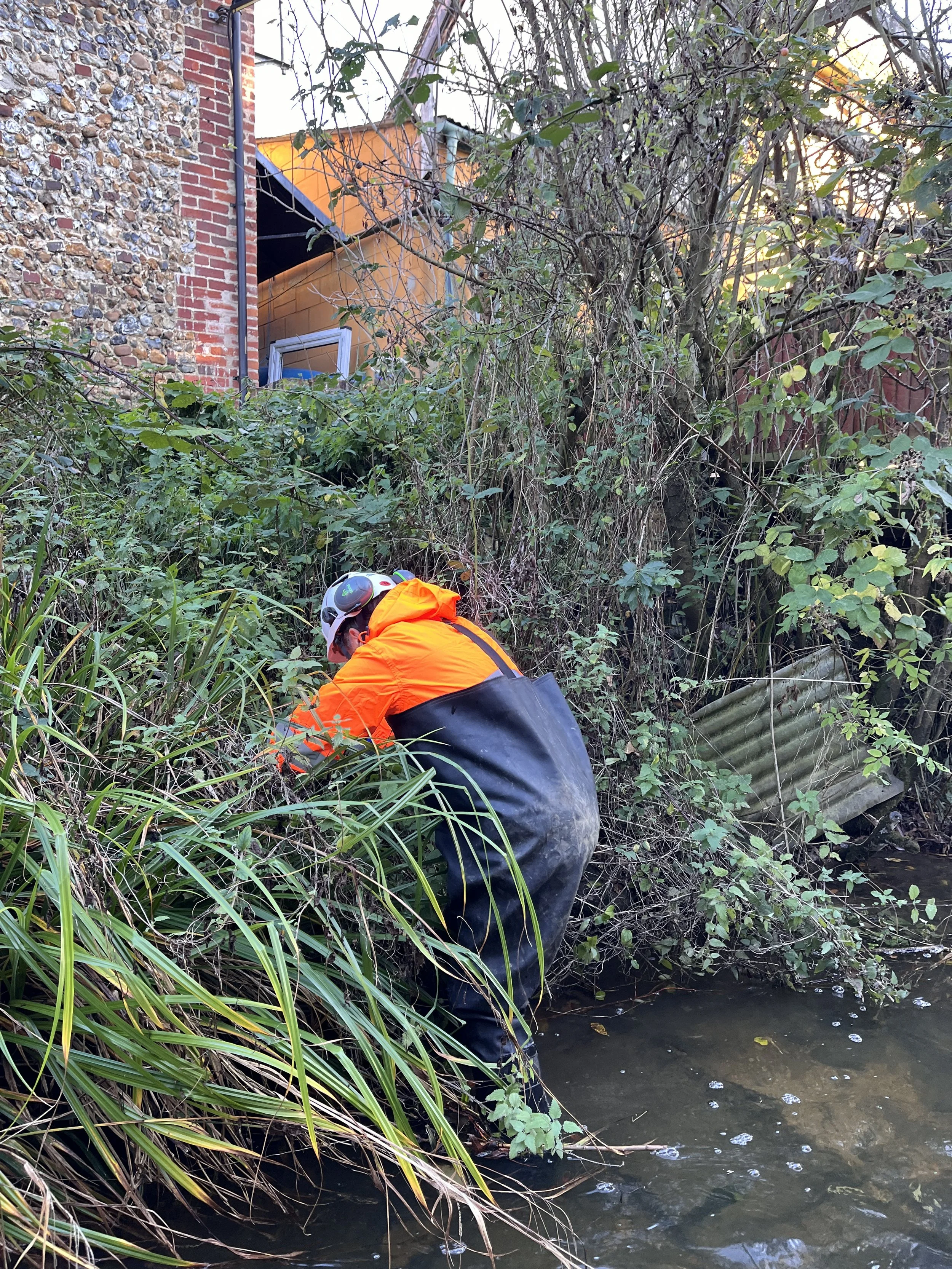 Image of a man in waders and orange high vis searching the bank for water voles