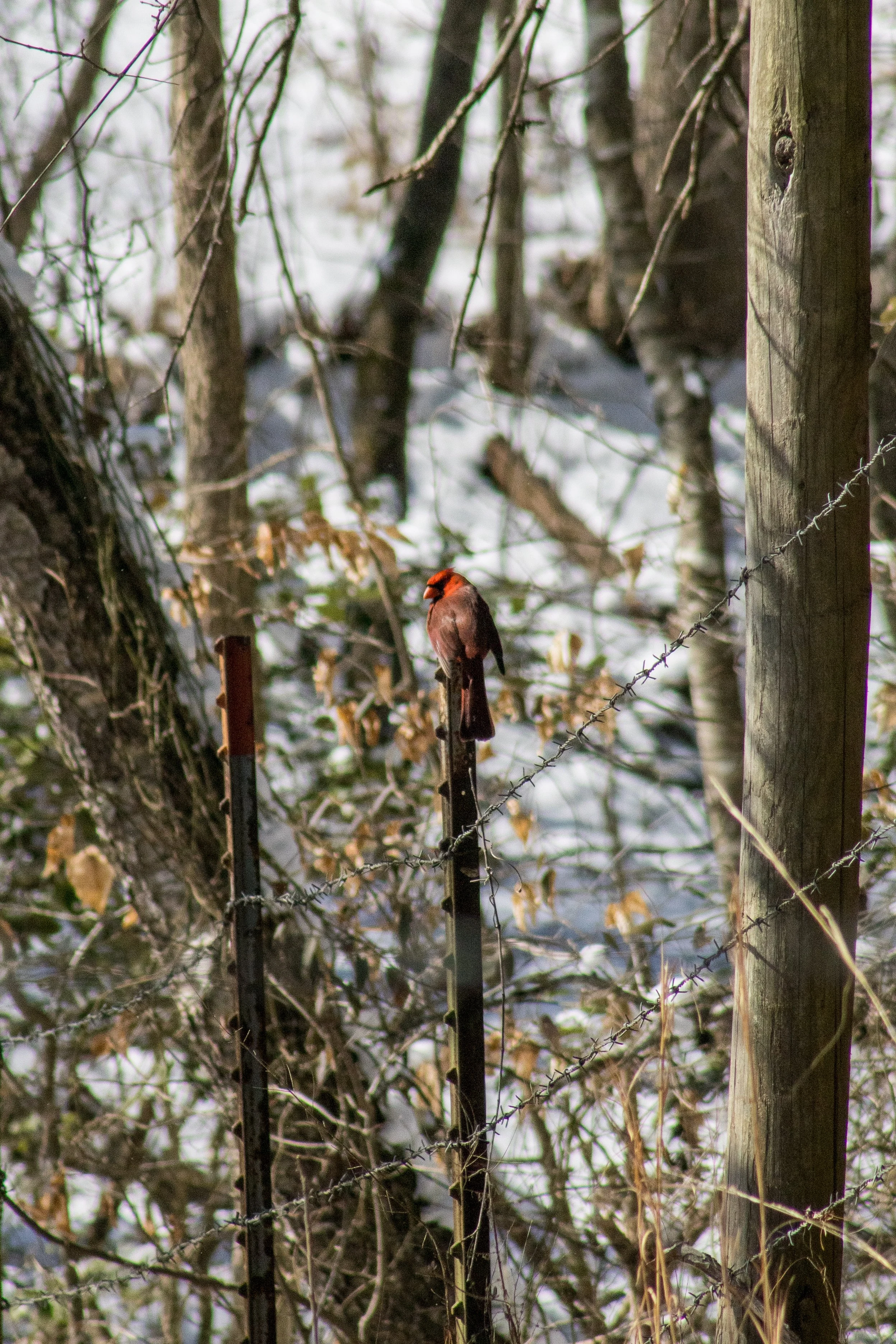 A cardinal perched on a barbed wire fence in a winter wooded area.