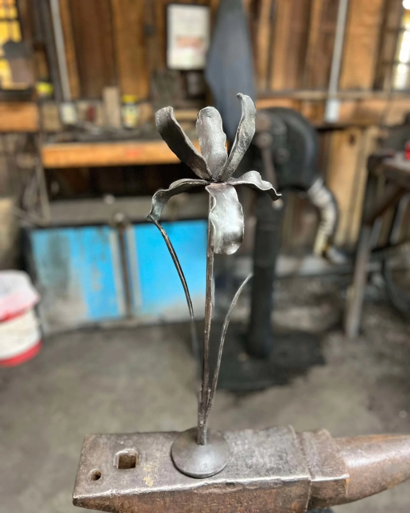 Iris from State Fair Competition August 2024