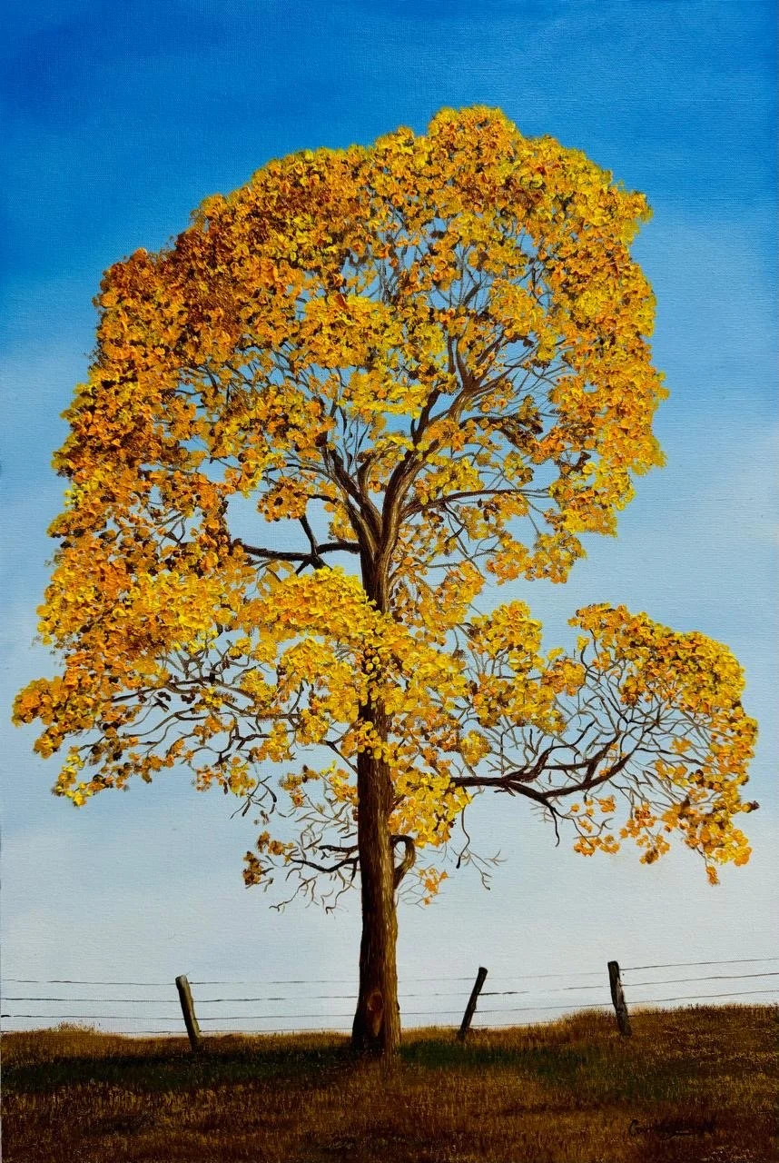 Árvore de folhas amarelas de outono sob céu azul claro, cercada por cerca de madeira.