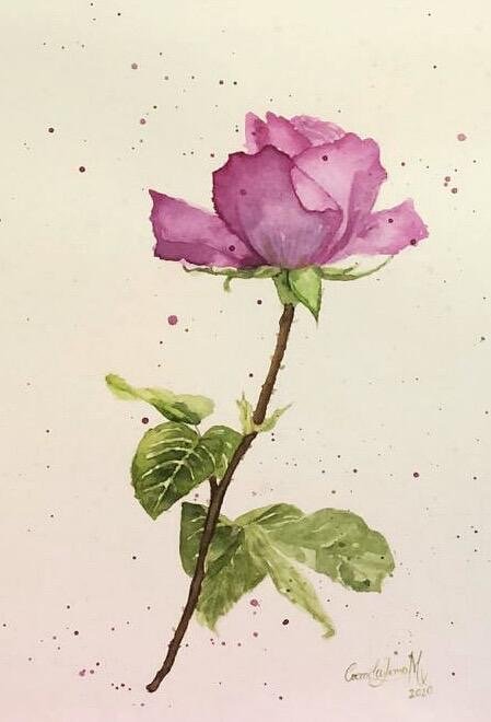 Ilustração de uma Rosa rosa com folhas verdes e caule na parede branca