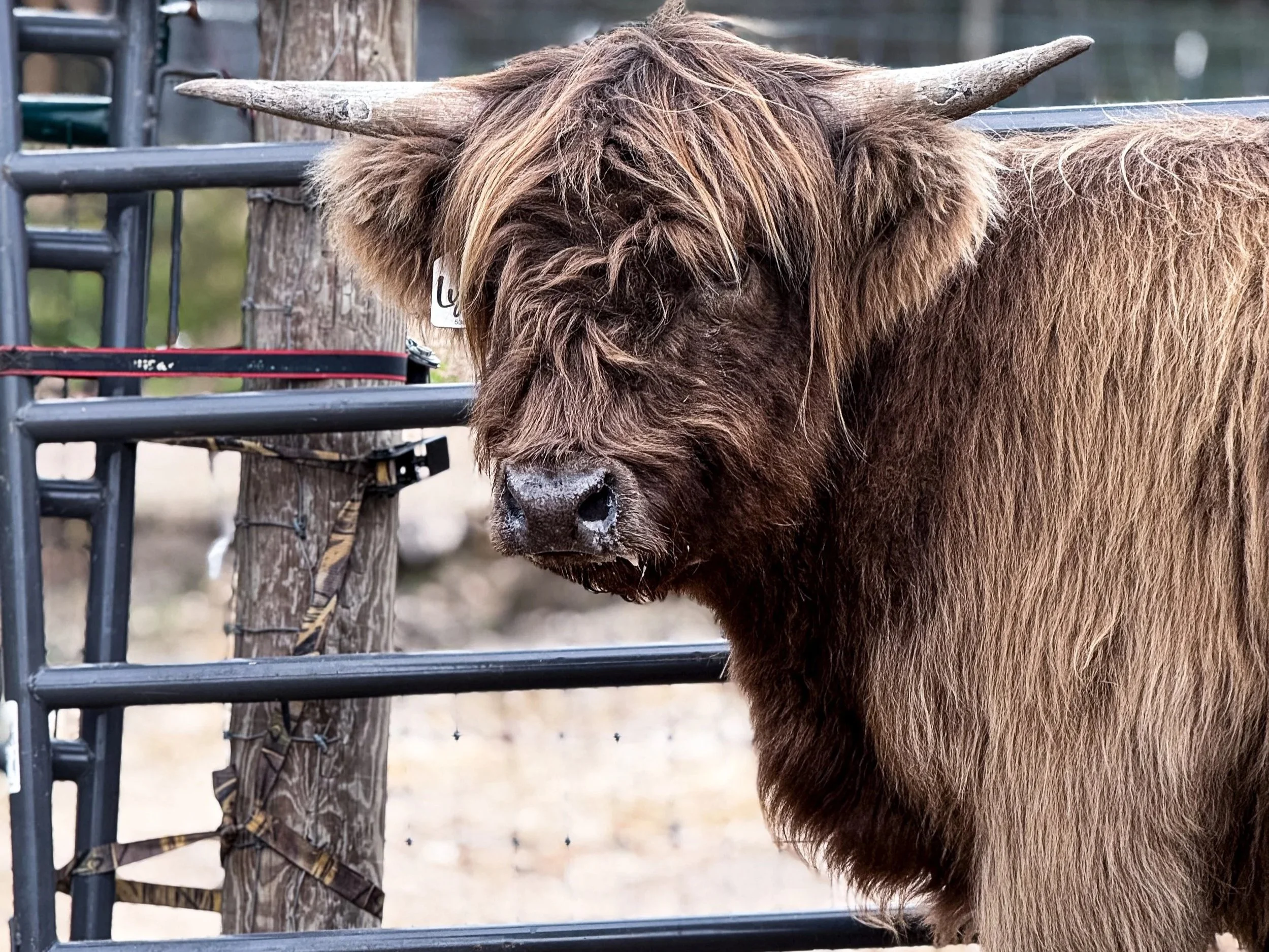 Dun Heifer AHCA Registered: Lydia of Sugar Bowl