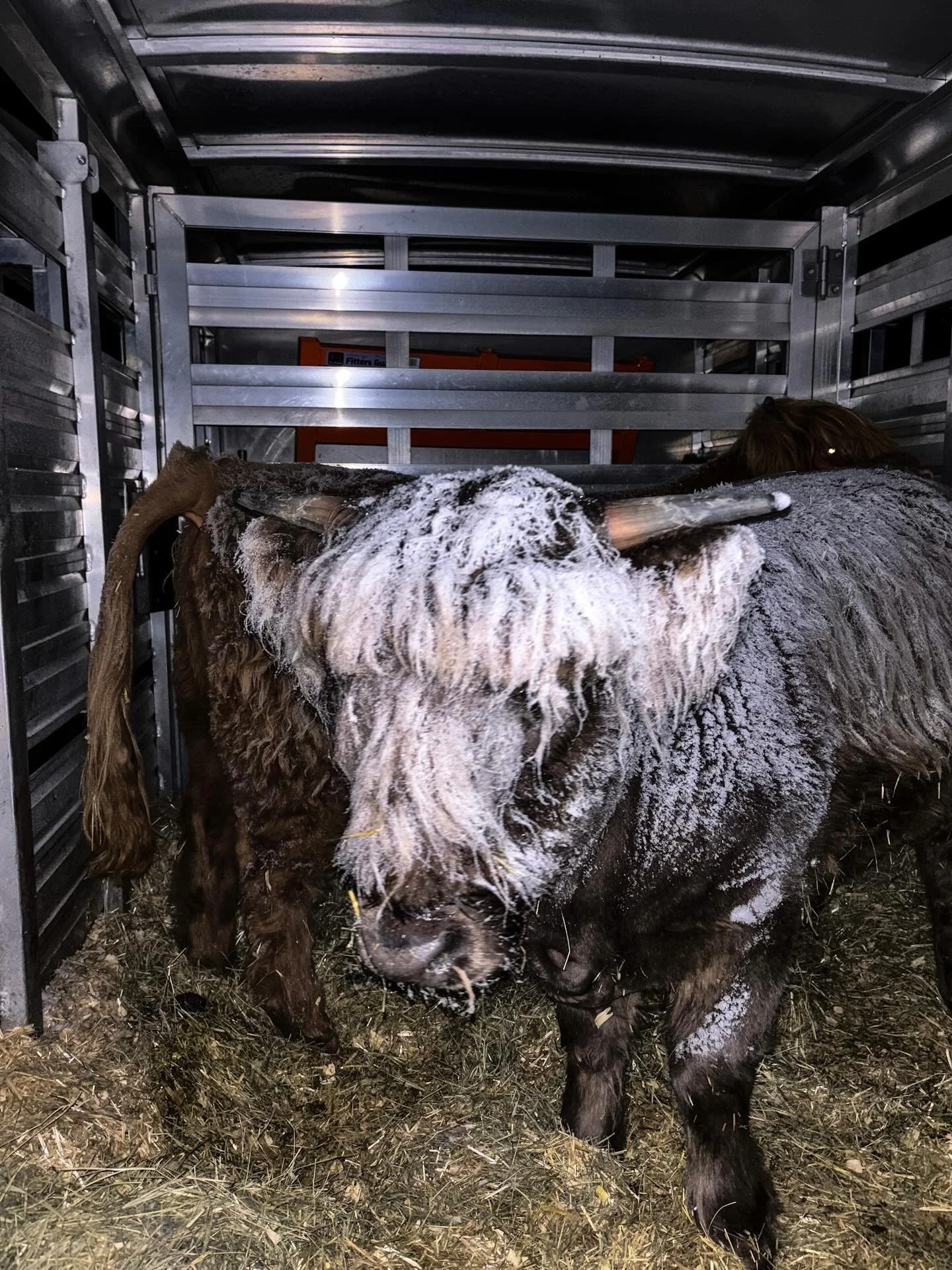 I am so in love with this breed. 😍 
Hauled them home 17.5 hours in the 4 degree weather + snow / wind. 
Open the trailer to find them like this, yet completely unbothered. They were so happy and rambunctious when we let them out running circles and 