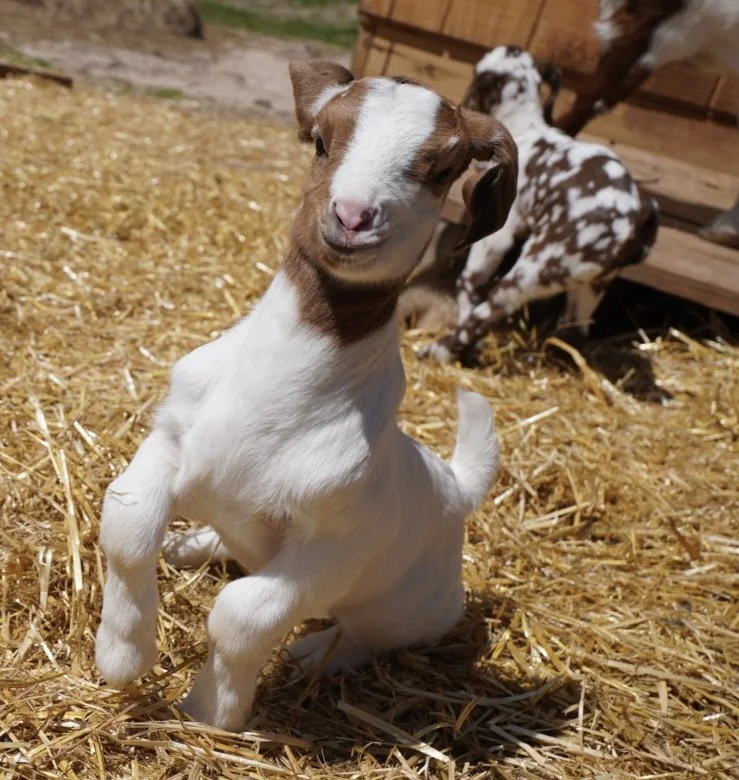 ABGA Registered Boer Doe: Sniffles