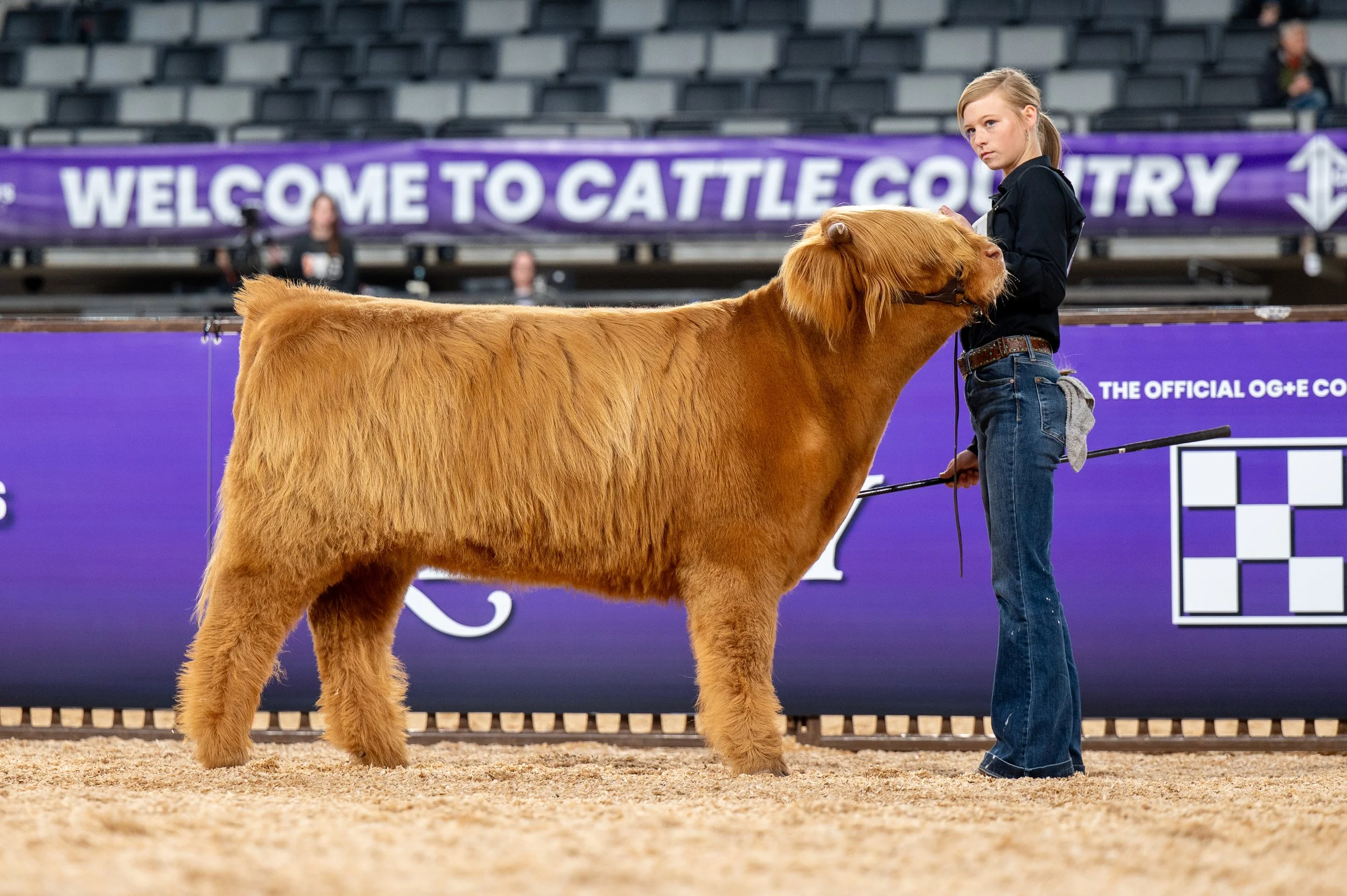 Yellow Heifer AHCA Registered: CZH Annie