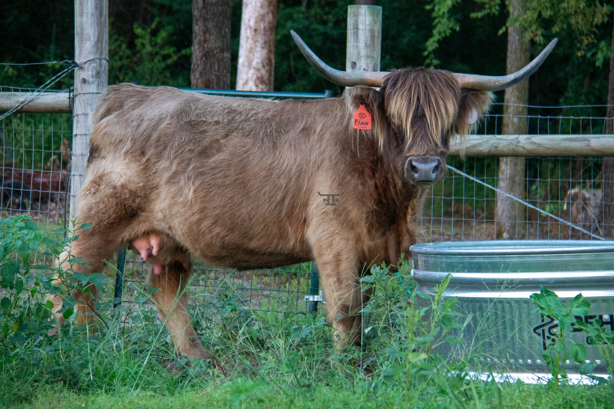 Dun Cow AHCA Registered: Somserset Ken Blair