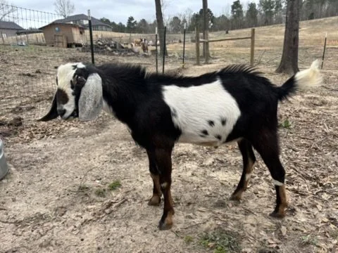 ADGA Registered Nubian Buck: Rex
