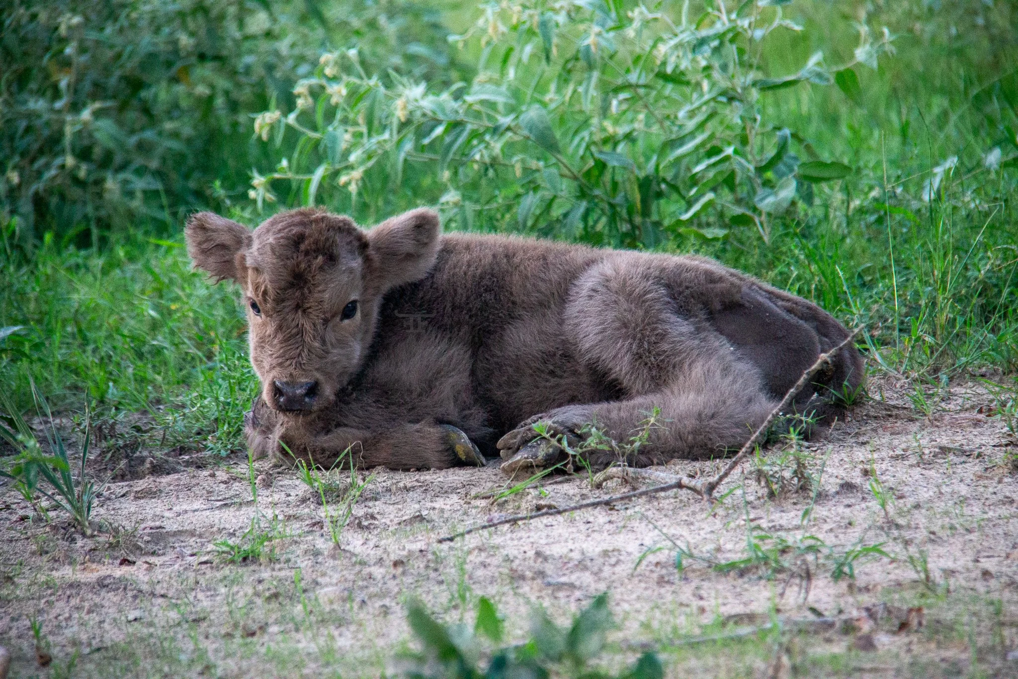 Our first calf born on the ranch. AHCA registered steer: FxF Rebel's Spell!