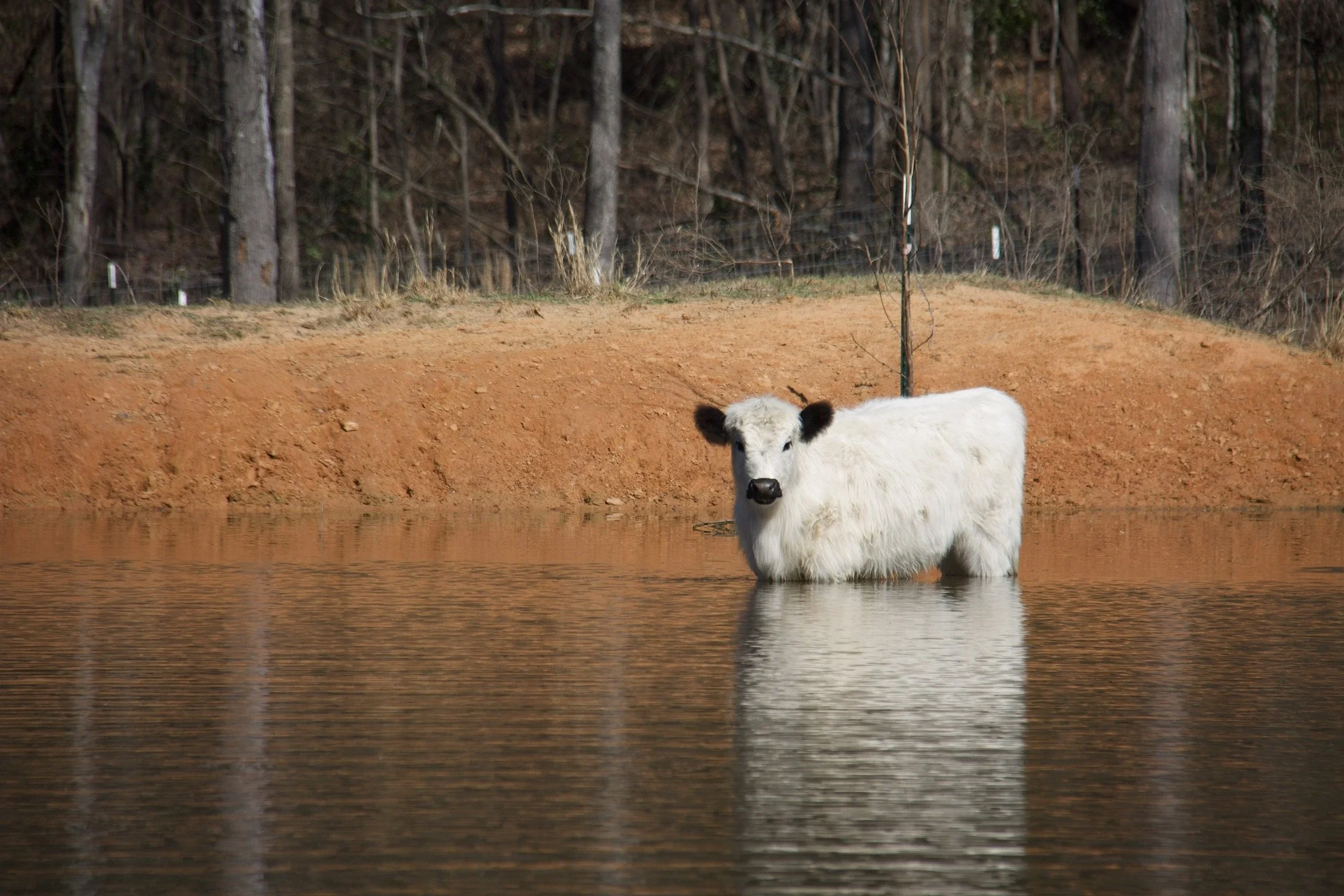 AHCA Registered Sovereign Heifer: Canache of Thistle Ranch (Maybelline)